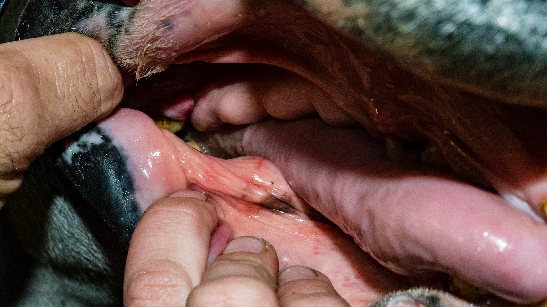 Large 1/2 inch soft tissue firm mass on bar just in front of #406 in a 12 year old horse. Non-painful. No issues with the bit.