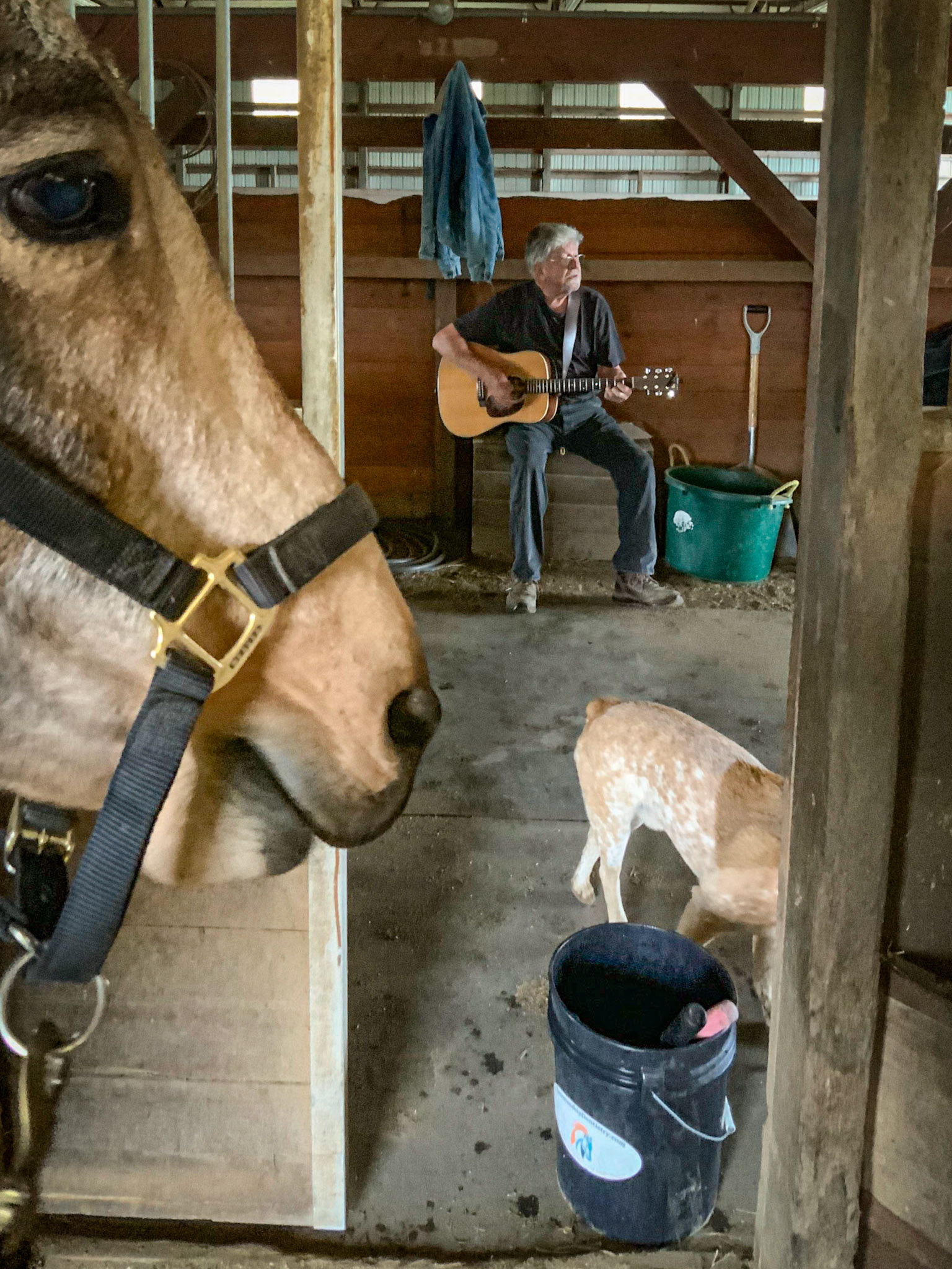 Serenaded by Jack as I work on Sam Skinner, the mule. All is good.