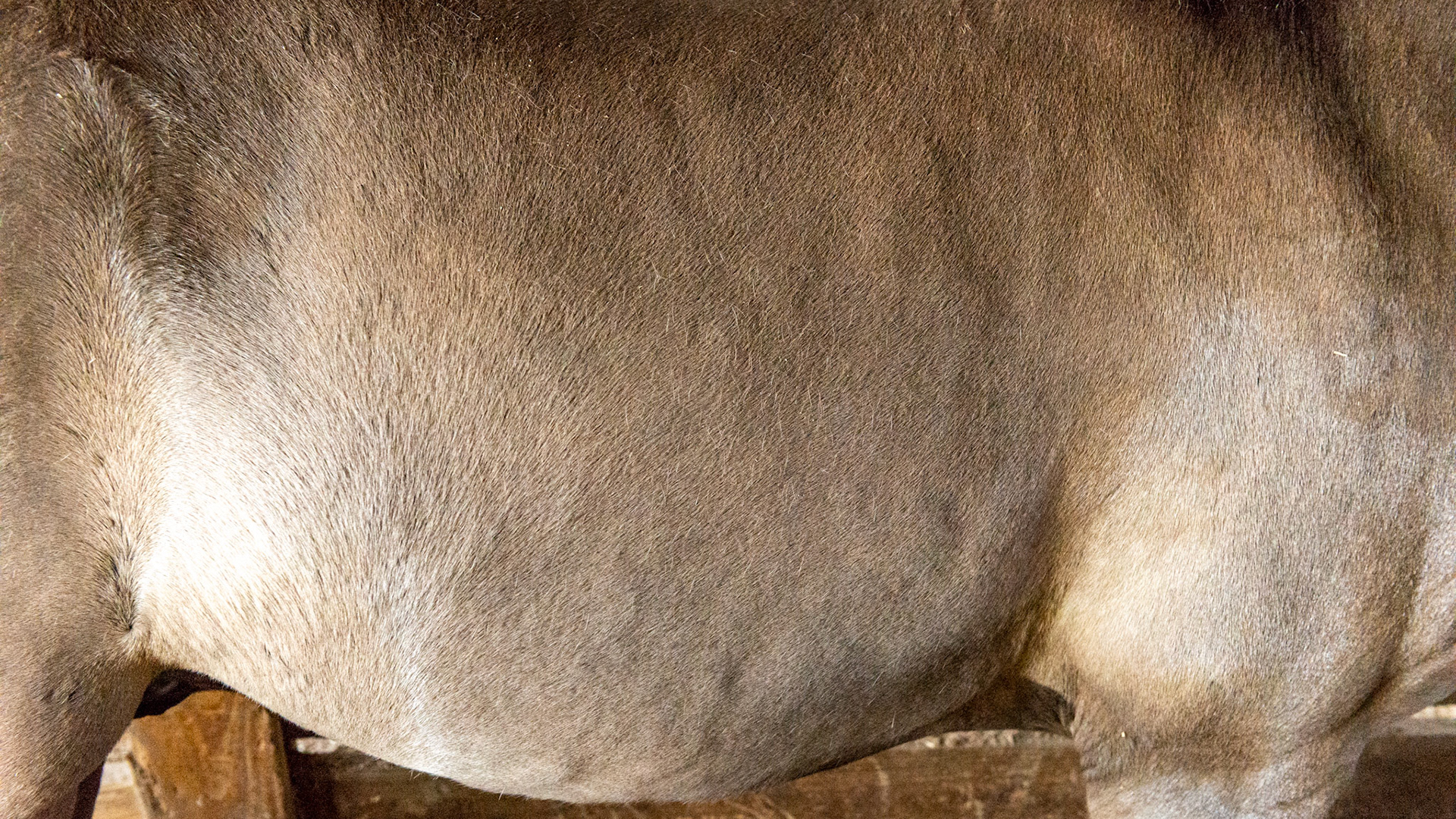 Grulla (Grullo) color has individual hair shafts that share the colors that make up the coat unlike a roans that have a mix of individually colored hair shafts.