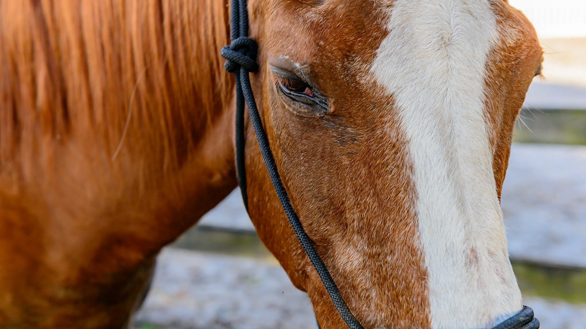 Top Line Score D = loss of musculature along the spine from the withers to the rump (croup).