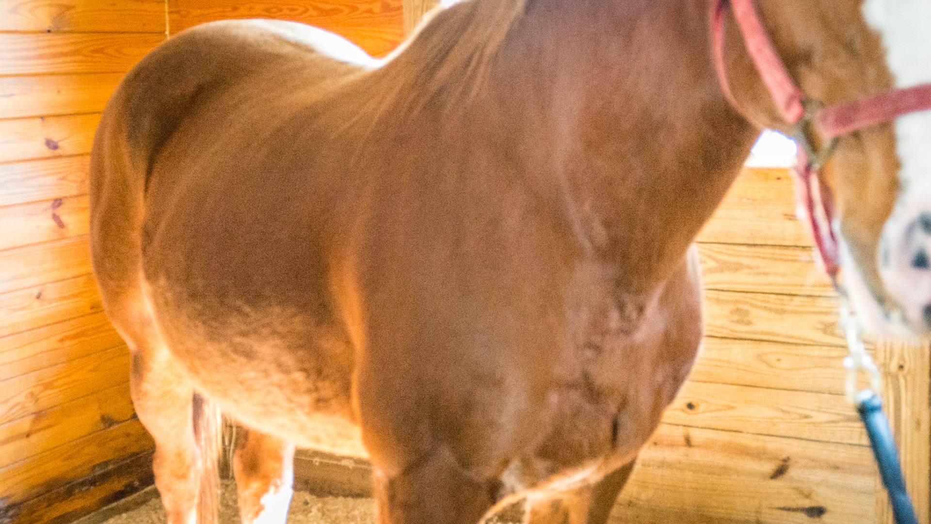 Incisor absence horse 1 - Missing upper incisors in good BCS