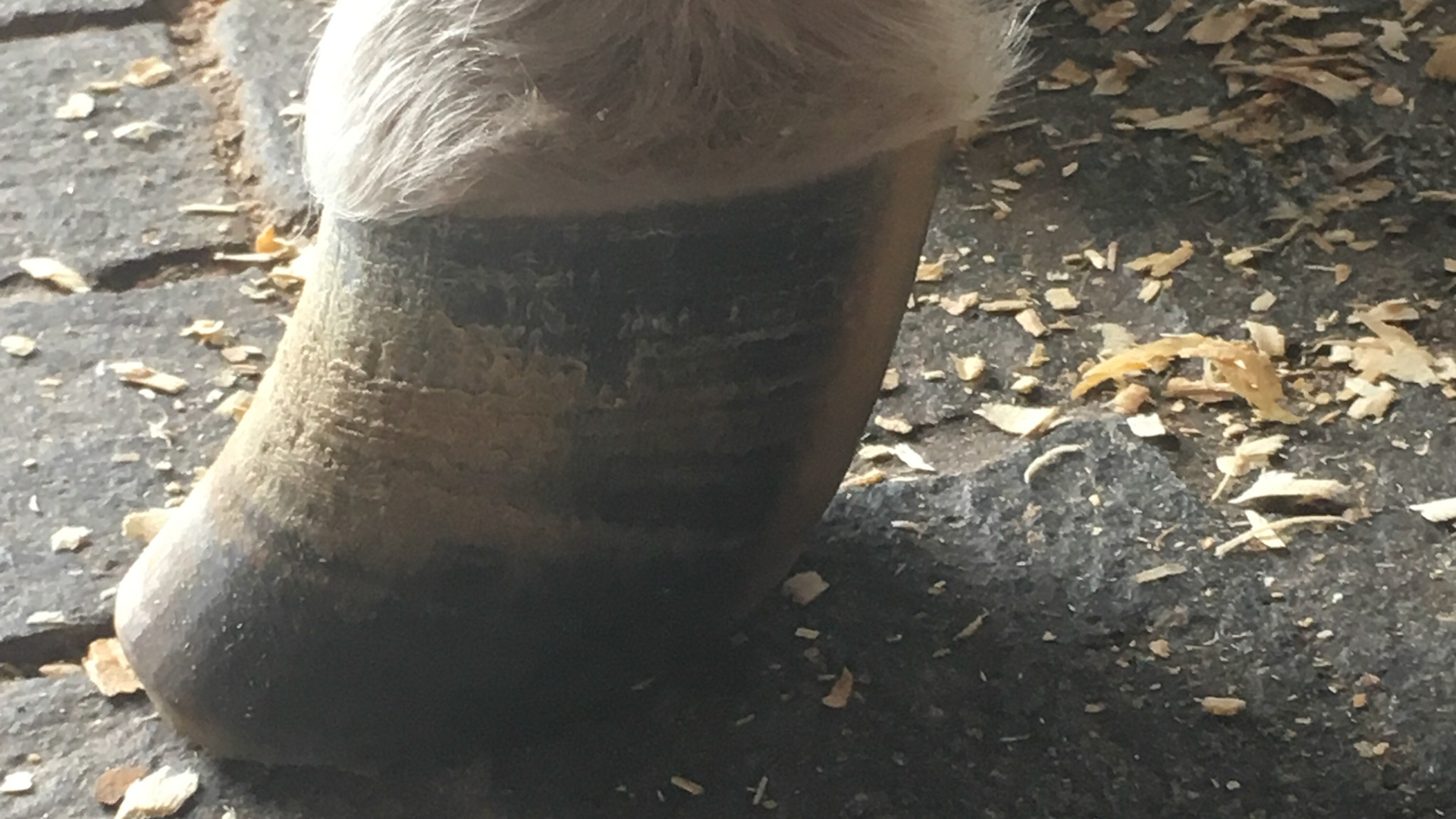 Chronic laminitis with excessive hoof growth to protect the painful coffin bone and laminae. Many leave this excess hoof if the horse is good with it.