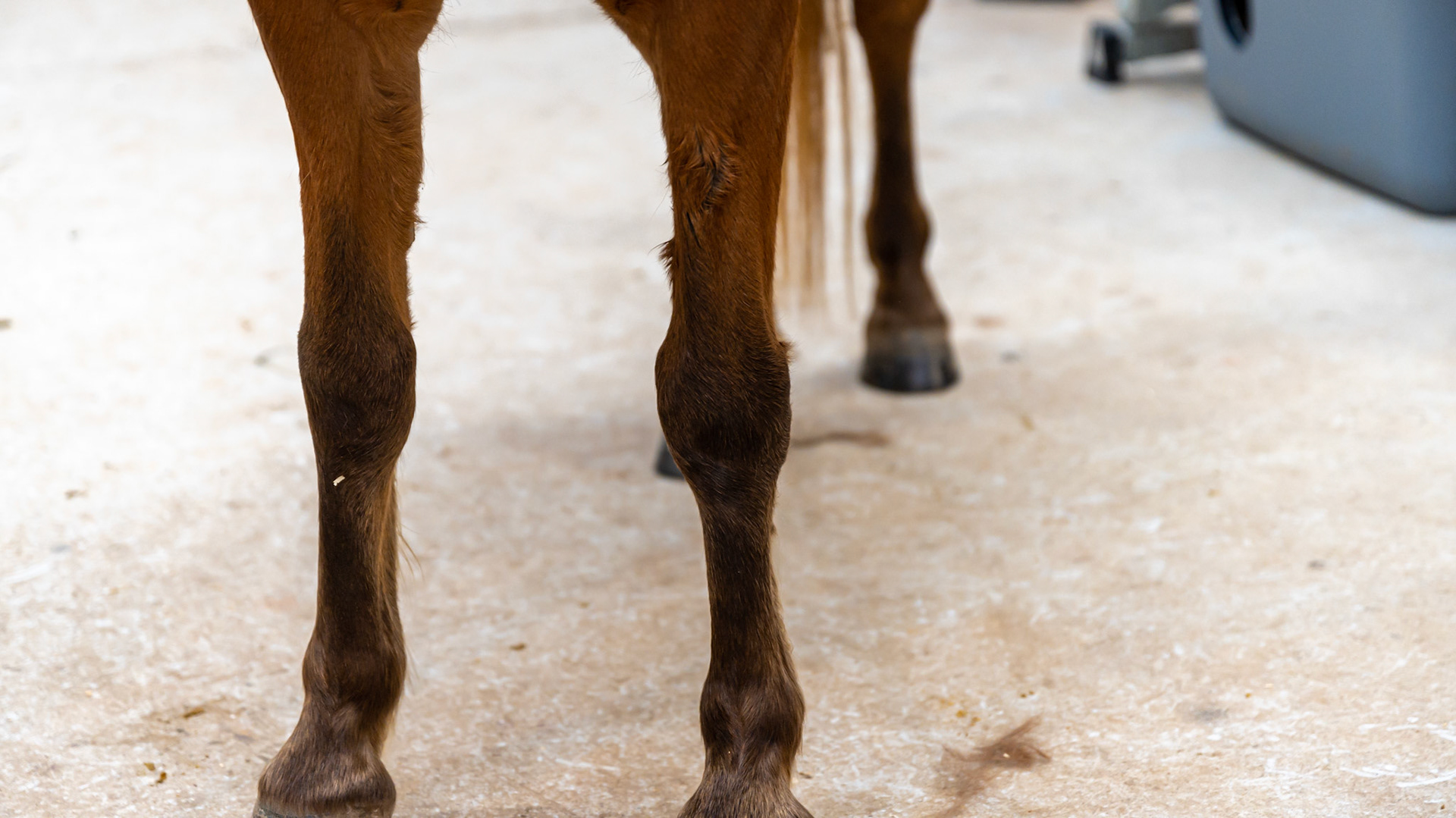 While this looks like a chestnut horse, it is not. There are dark lower limbs and a sooty appearance to the flaxen mane and tail. This is a silver modified bay with a single dilution of cream (buckskin).
