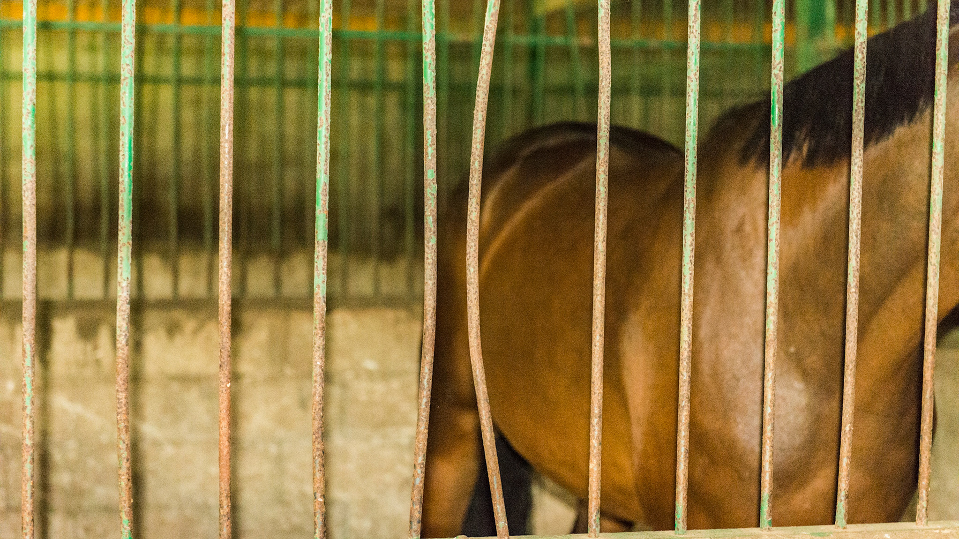 Bent steel bars.  The owner has seen horses kick through these and miraculously escape entrapment.