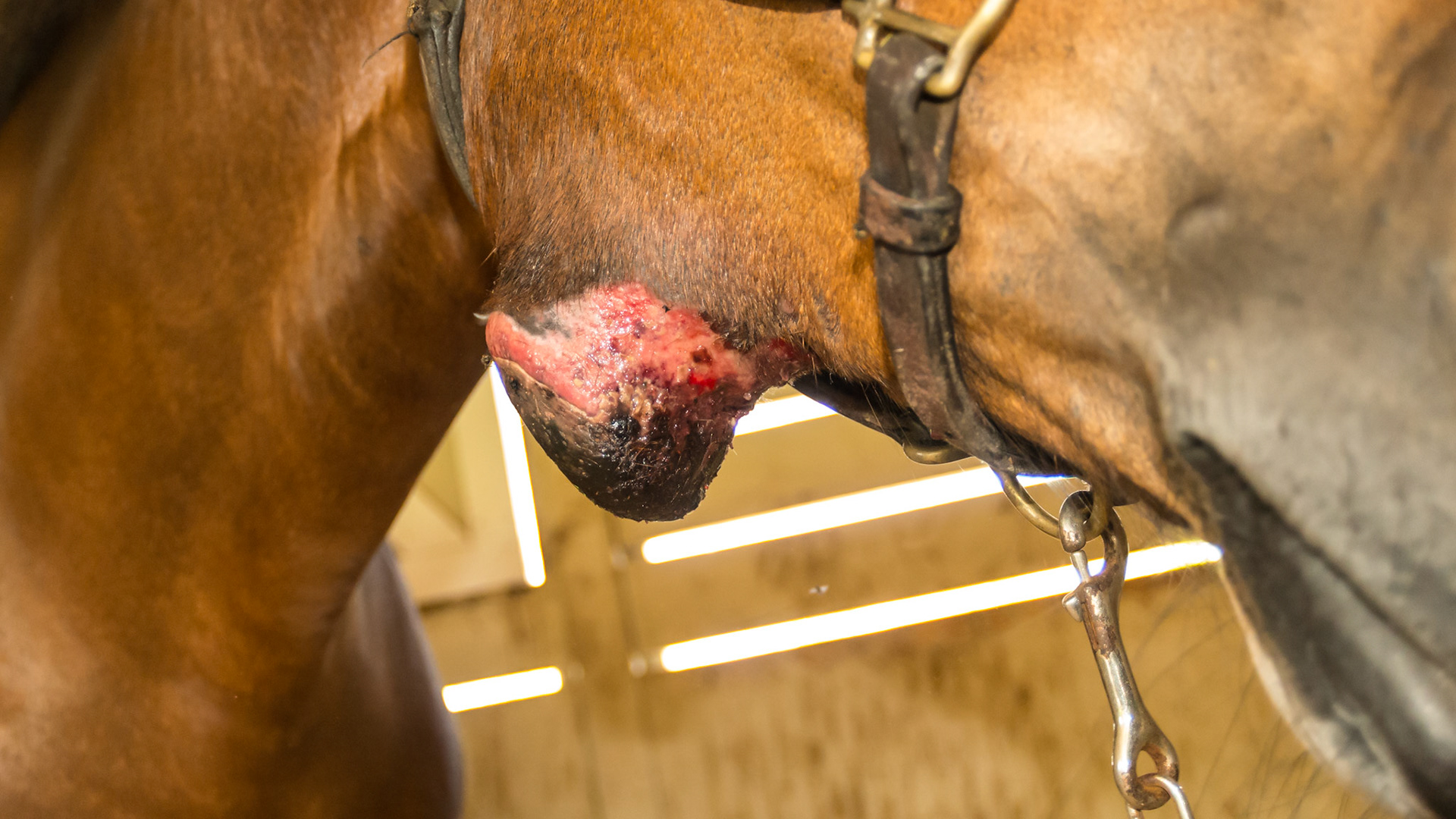 Horse C - 3 small fly bites and 2 resolved. But this one has grown and is unresponsive to all treatments. Horse is well cared for. No biopsy done. Non-painful. See 1 year later pictures labeled “Horse C”