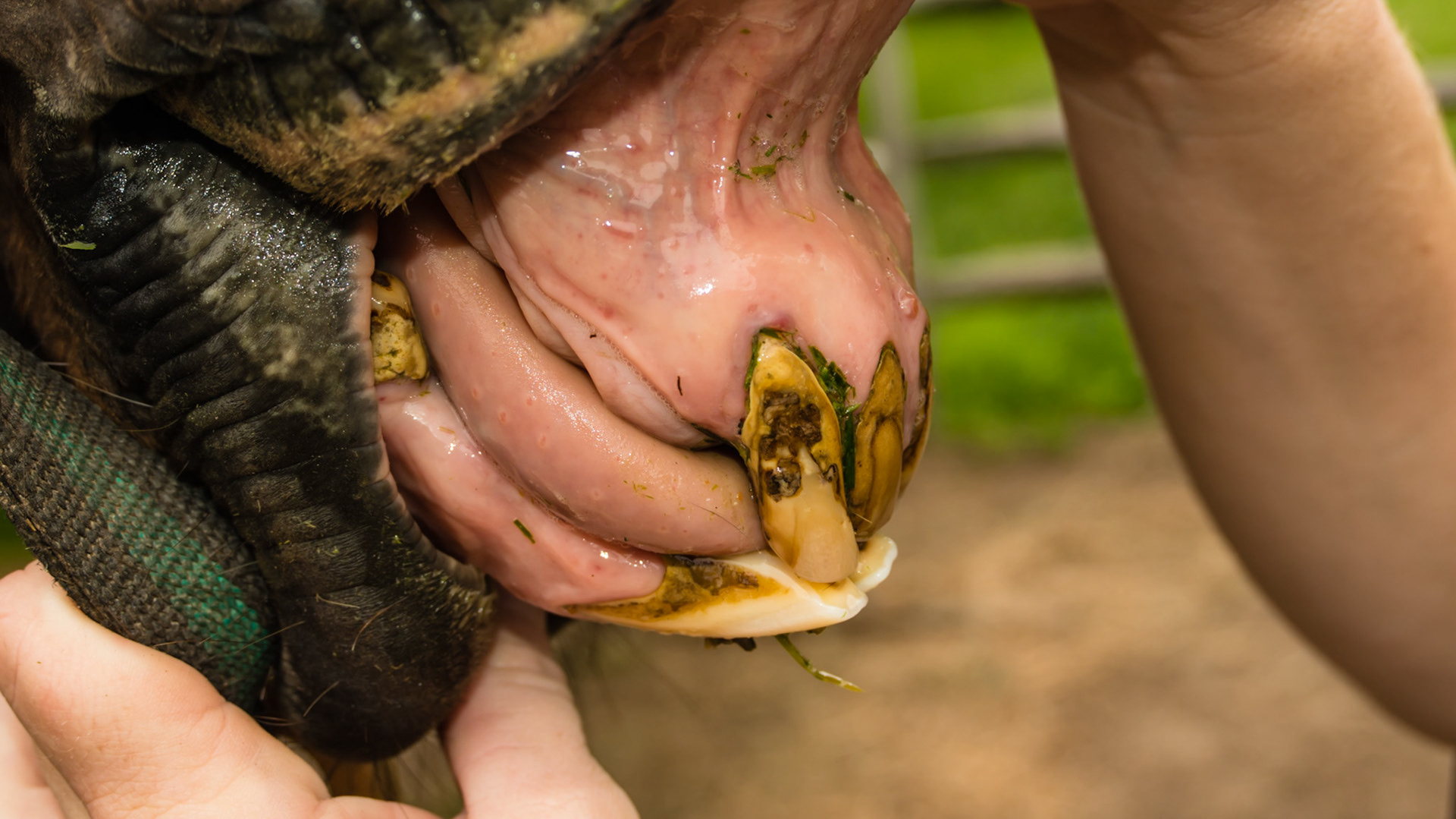 EOTRH horse 7 - 27 years old