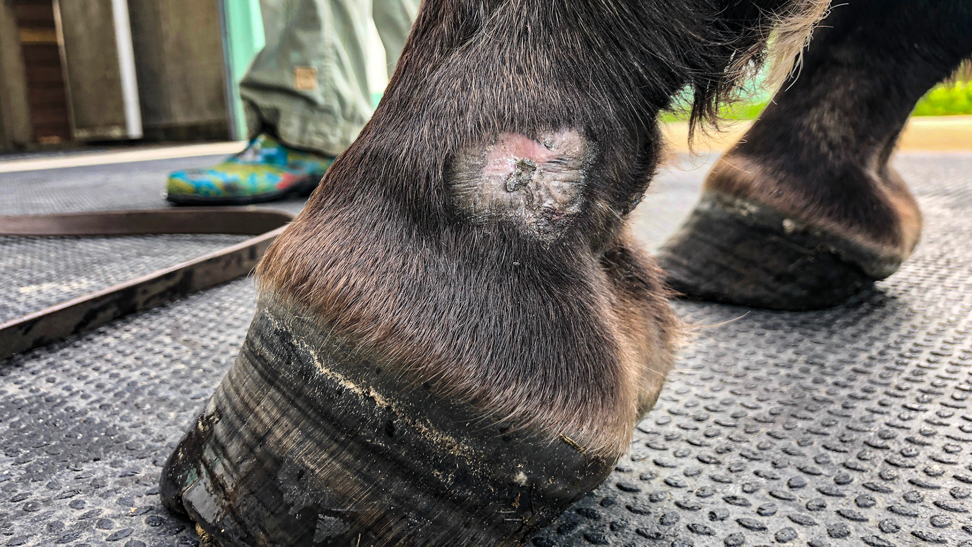 Horse G - Healing summer sore using aluminum spray at this point.  This wound had been covered with a water soluble antibiotic powder, a non-stick sterile pas and a pressure wrap for the previous month to control the forming granulation tissue.