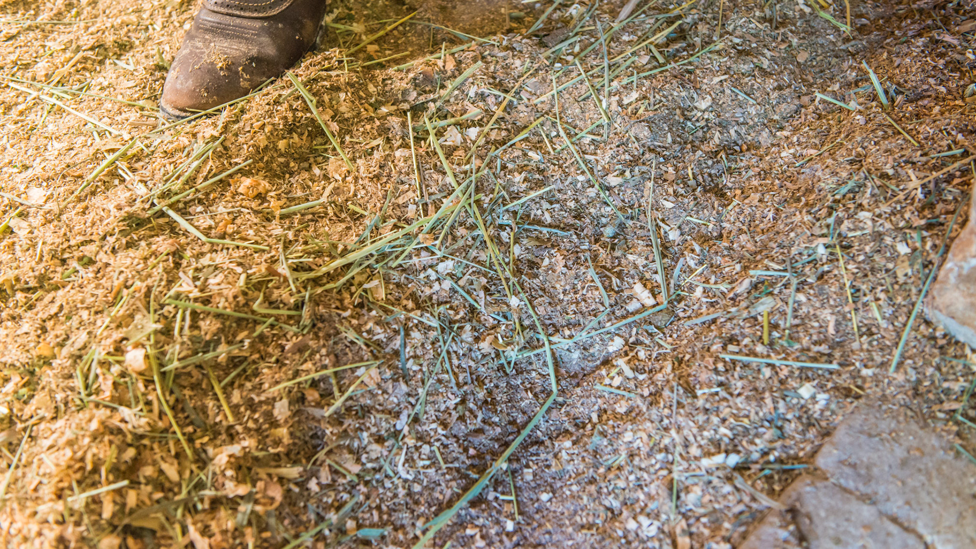 Long stemmed hay left on the stall floor by a horse with extremely sharp teeth.  See feeding systems for a better approach to feeding hay.