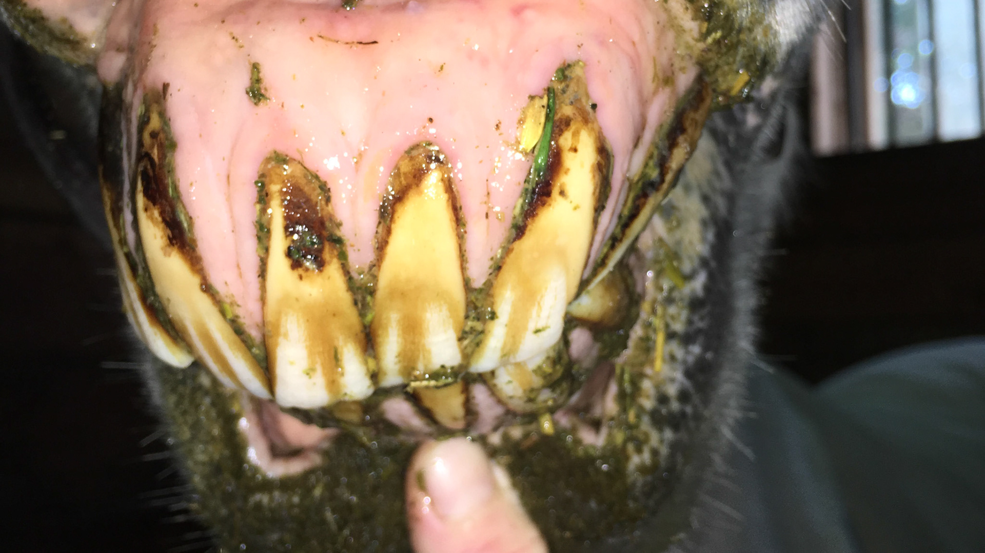 EOTRH horse 23 - Receding gums, bulbous profile and inability to thoroughly clean the teeth.