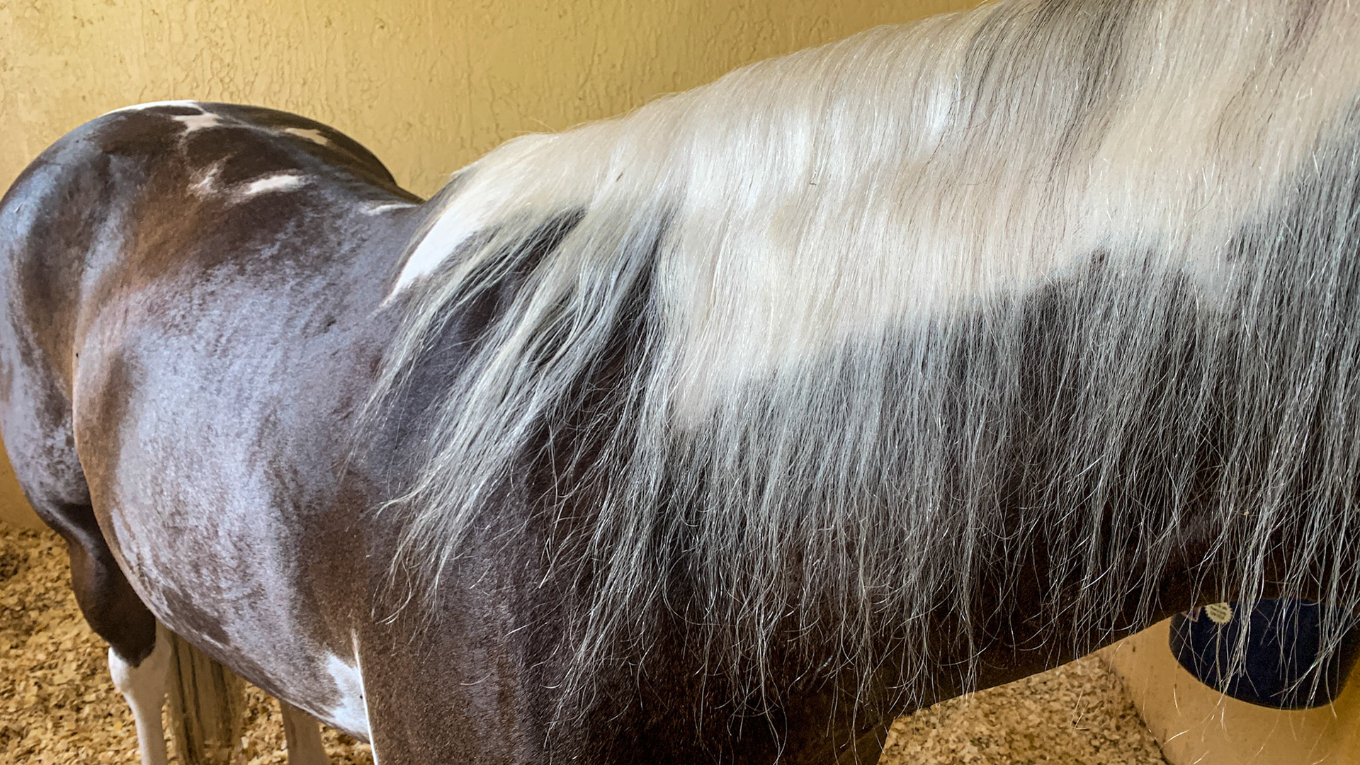 This paint horse has a flaxen mane and sabino markings where the pattern boarders are not crisp. Note the gray hairs spill from the white areas into the dark areas.