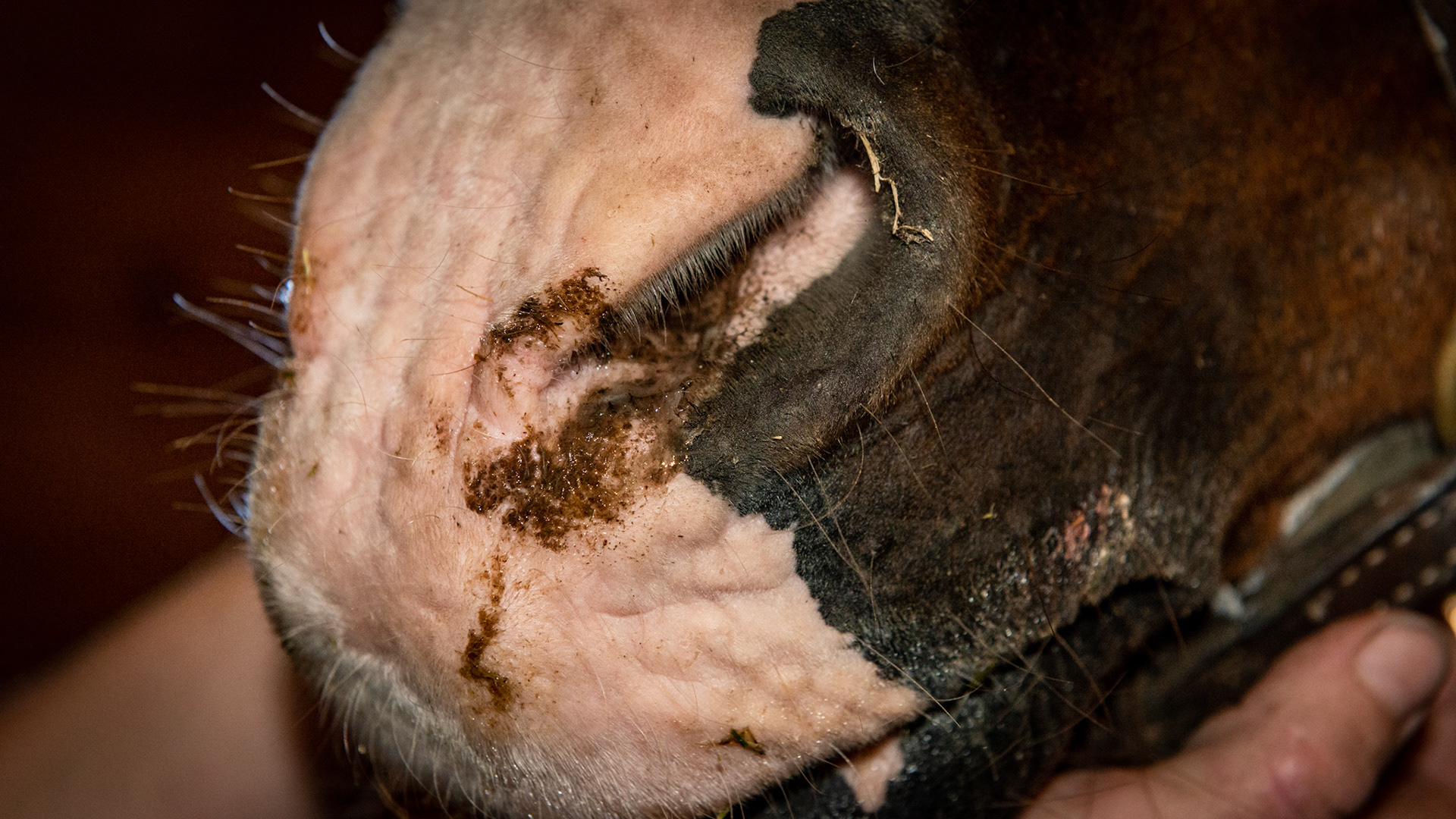 A crusty nasal discharge from both nostrils may indicate a respiratory problem coming from the lungs, trachea or the laryngeal area including pneumonia, allergic bronchitis or strangles.  Disease in the head region usually discharges from one nostril and is more fresh in moisture.  However in some horses with allergic bronchitis, the discharge can be predominately from one nostril but there is usually an associated cough reflex as it passes from the lungs through the cough center in the throat.