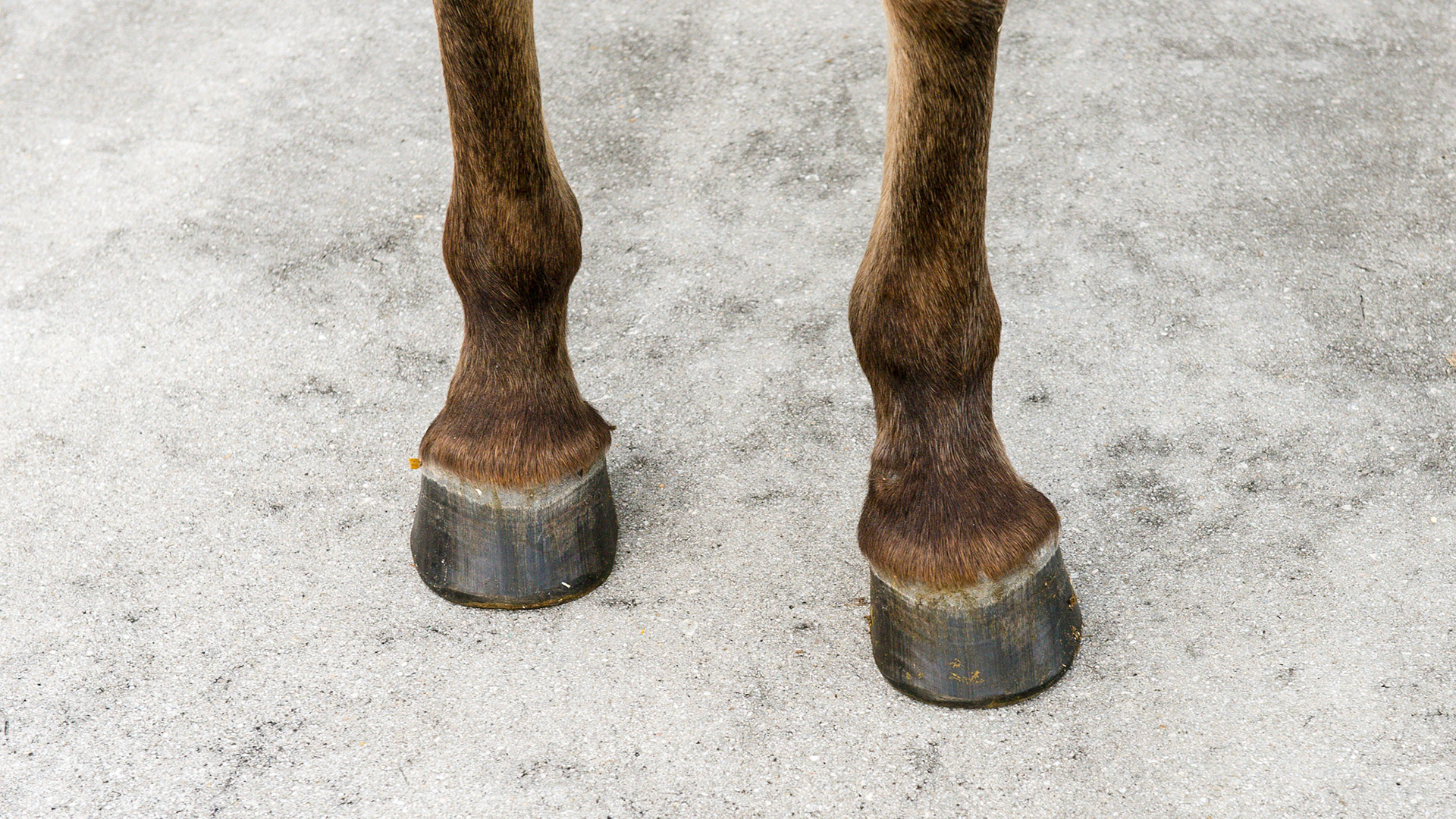 Horse J the day after trimming.