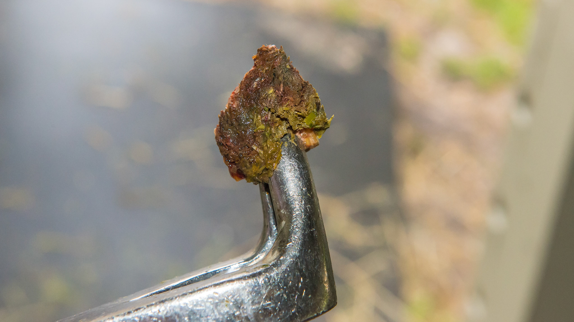 #408 lingual saggital fractured piece with associated feed wedged in between the fractured piece and the remaining tooth. Easily extracted with forceps leaving a deep socket. This is the 4th cheek tooth fracture in this horse in about a year.
