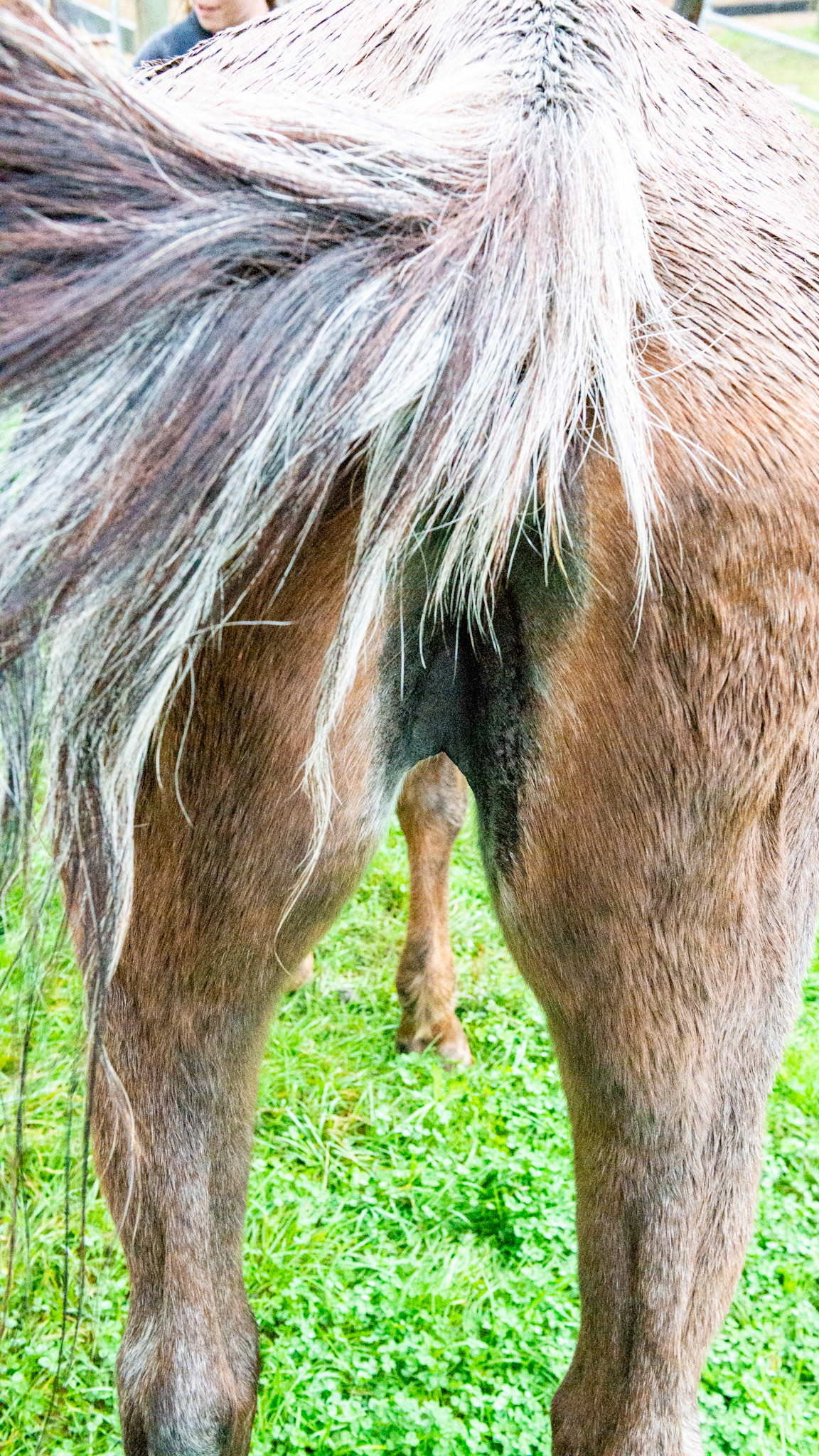Penny - a story of love of owners and horse. This is a 35 + year old horse in the best of care.  She has less than half of her teeth and I have done the dental work on her for at least 10 years. She is just fading away and will be missed terribly.  Her head hangs out of the end stall to let her owners know that she is still alive.