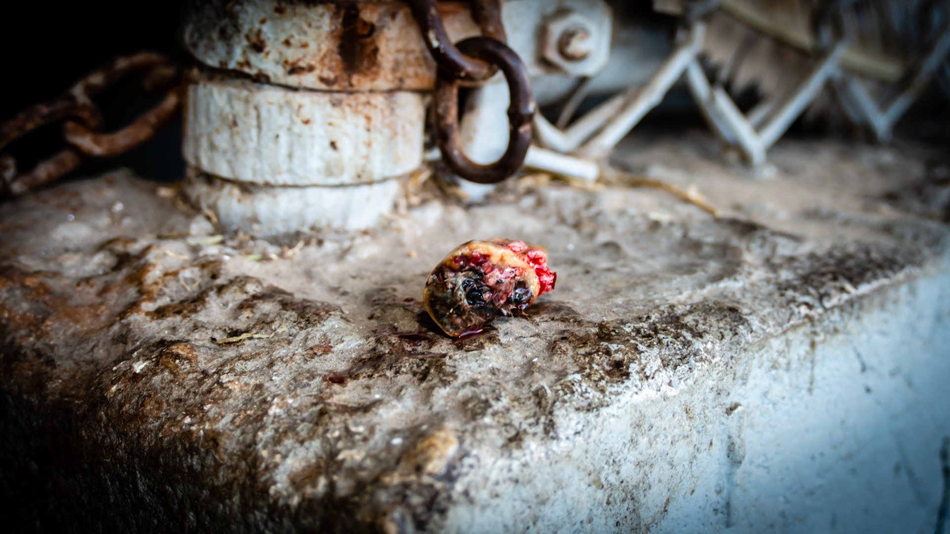 EOTRH horse 6 - 29 yr old, 403 fractured, good body condition and no difficulties chewing, cheek teeth are in good condition.