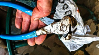 Horse A - Cribbing rings placed in between the incisors of this pony to prevent cribbing. This inhumane act often causes infection of the underlying bone.  These are the rings removed which are really staples that were cut with the wire cutters shown.