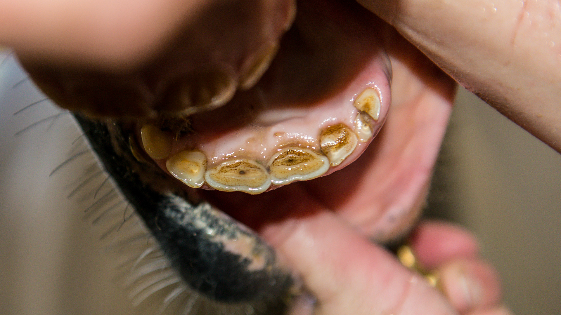 #73 cap is broken into 2 pieces.  It will be removed when it matures a bit more in this 4 ½ year old gelding.  While it could be removed now, there is no rush by either the horse or owner.