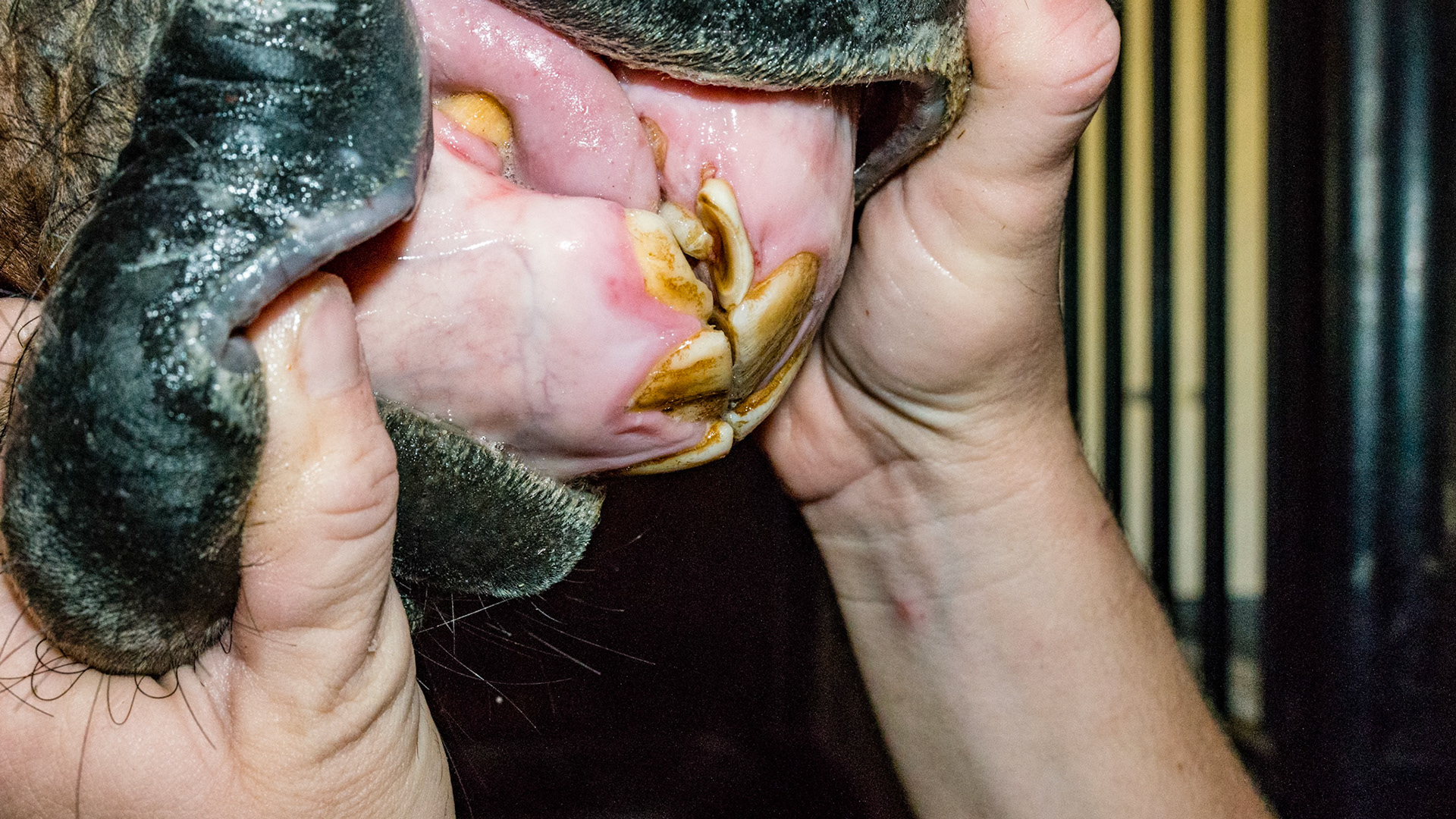 5 yr old with retained 53