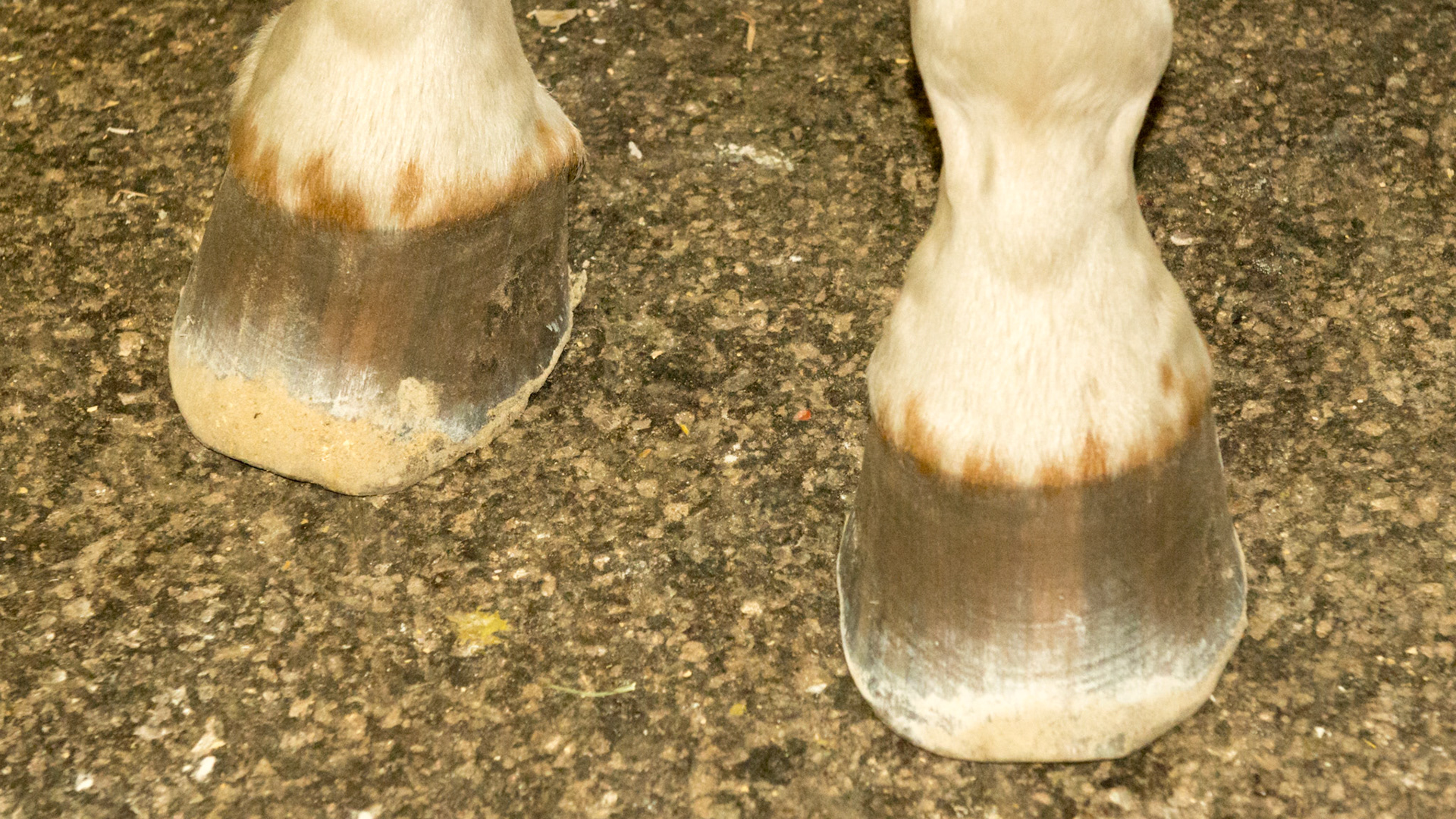 Distal spots at the coronary band used in the markings on the Coggins test.