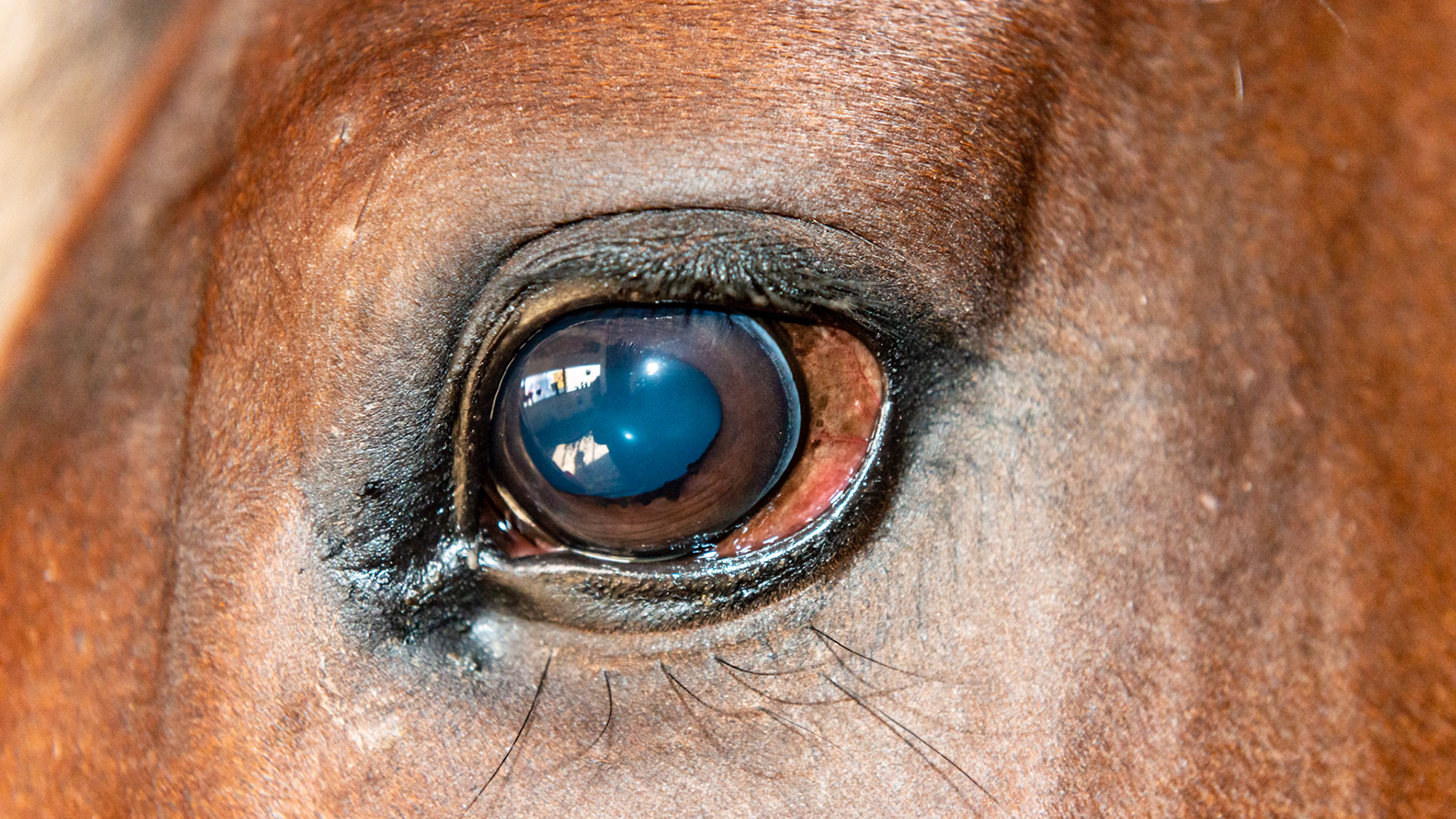 Pupil dilated after this horse was frightened and remained dilated for many minutes afterwards.