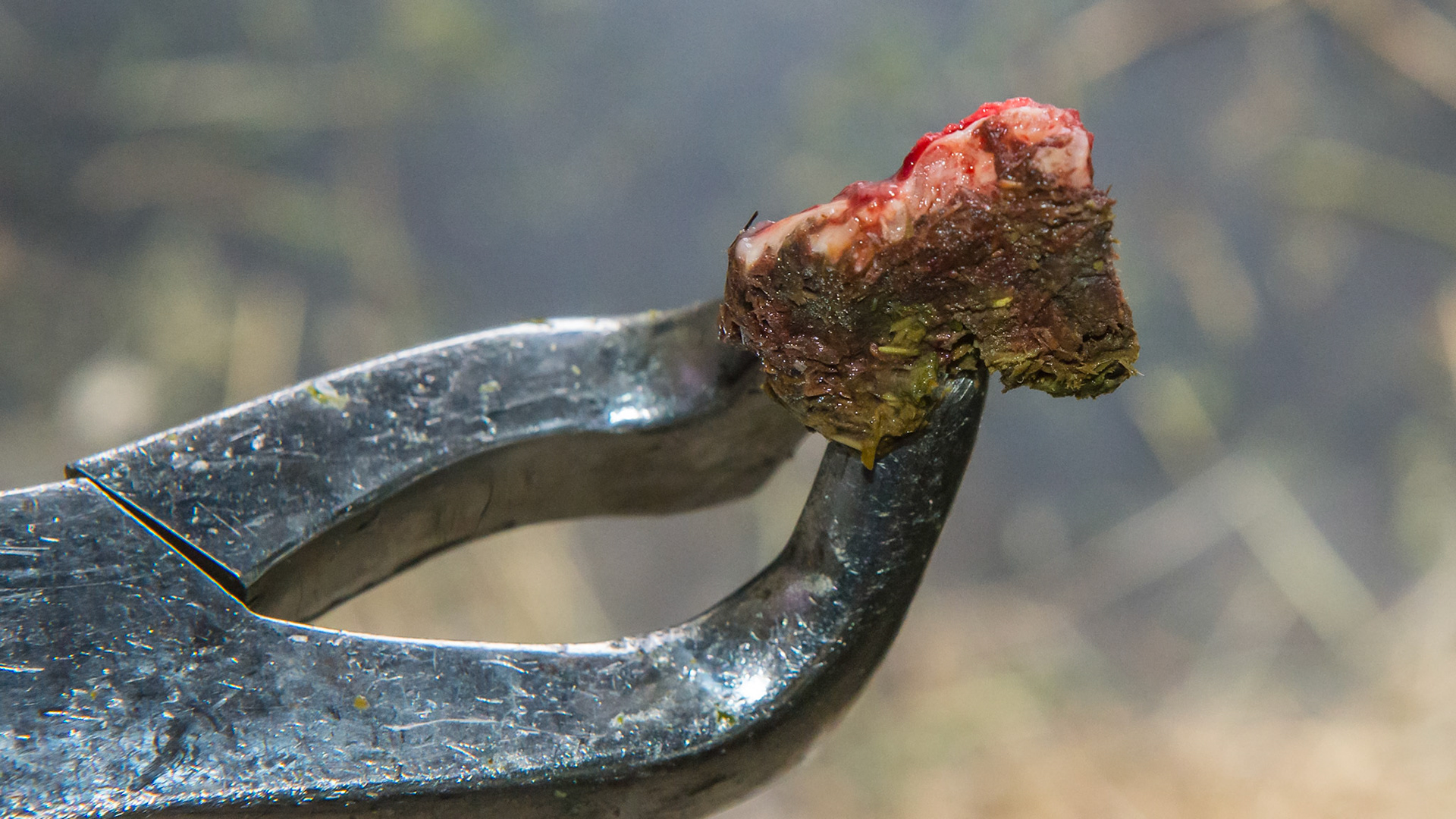 #408 lingual saggital fractured piece with associated feed wedged in between the fractured piece and the remaining tooth. Easily extracted with forceps leaving a deep socket. This is the 4th cheek tooth fracture in this horse in about a year.