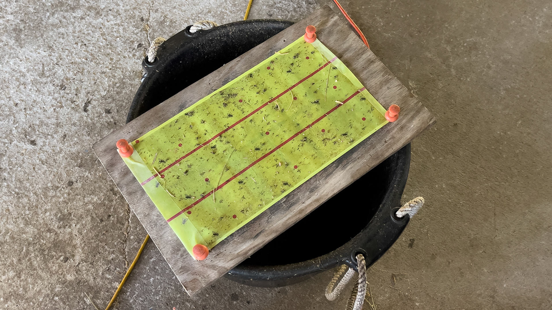 Sticky fly paper is tacked on a board placed above an empth muck basket attracting the flies.