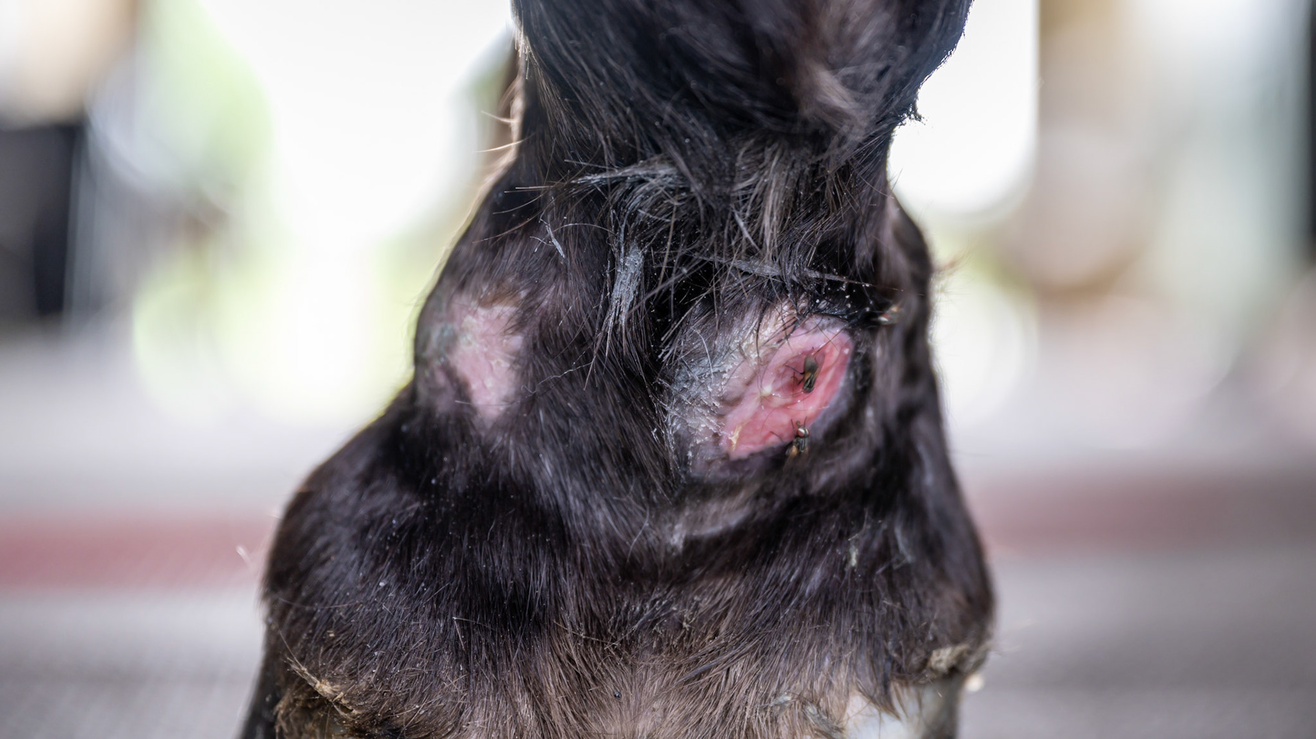 Summer sore treatment on