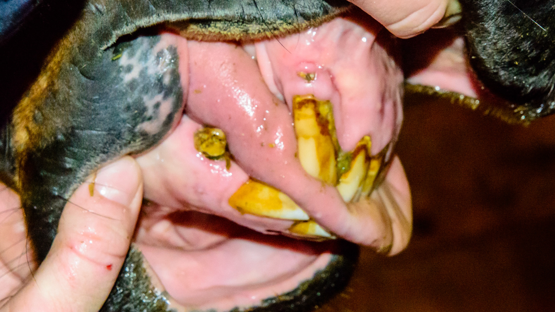 EOTRH horse 20 - extraction of the decayed incisor 303.