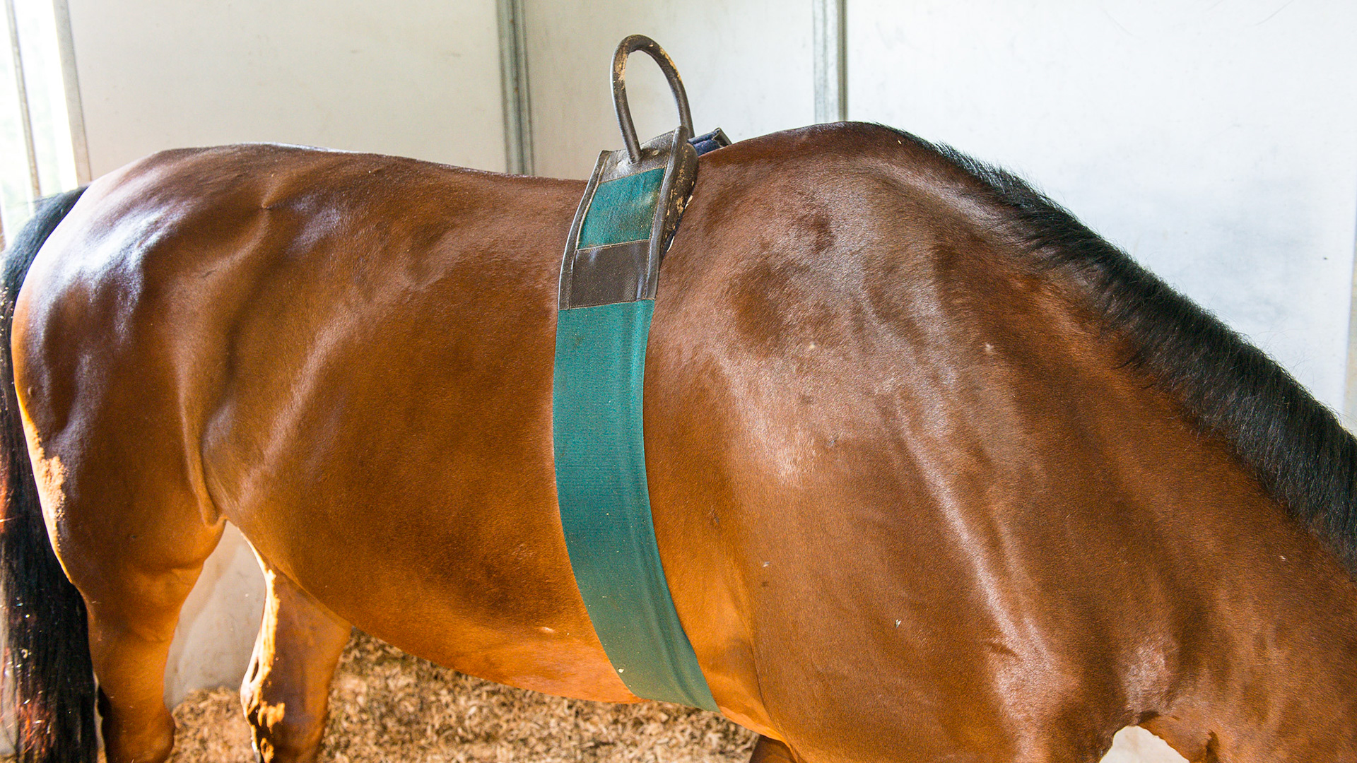 A casting roll or casting harness on a horse with a history of becoming cast in the stall.  This device prevents the horse from rolling in the stall which can cause the horse to become cast.