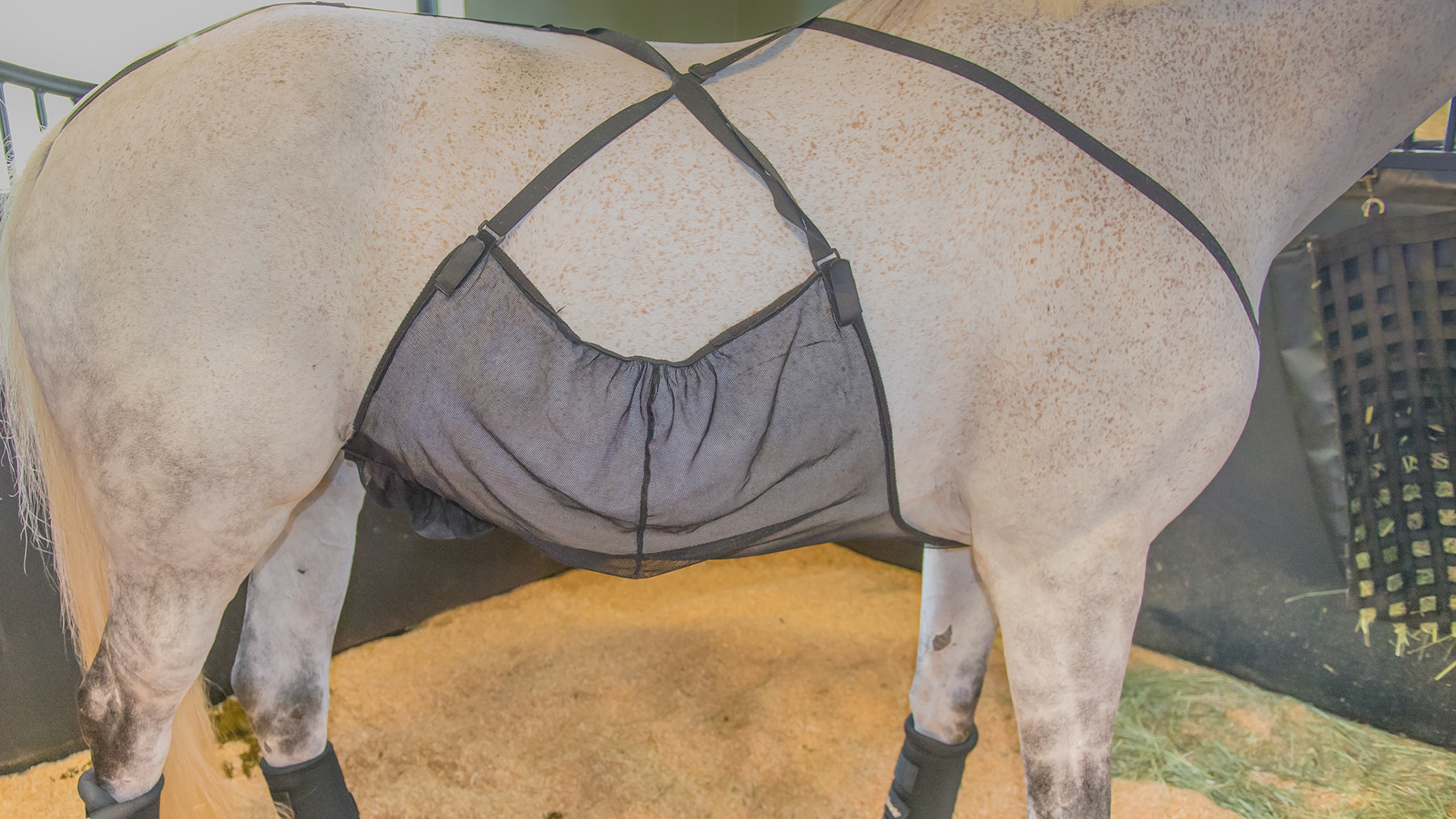 A $40 mesh to keep flies off of the ventral midline for fly hypersensitivity, ventral midline dermatitis, and in this case, summer sore of the penis and sheath.  The horse can urinate through the mesh.