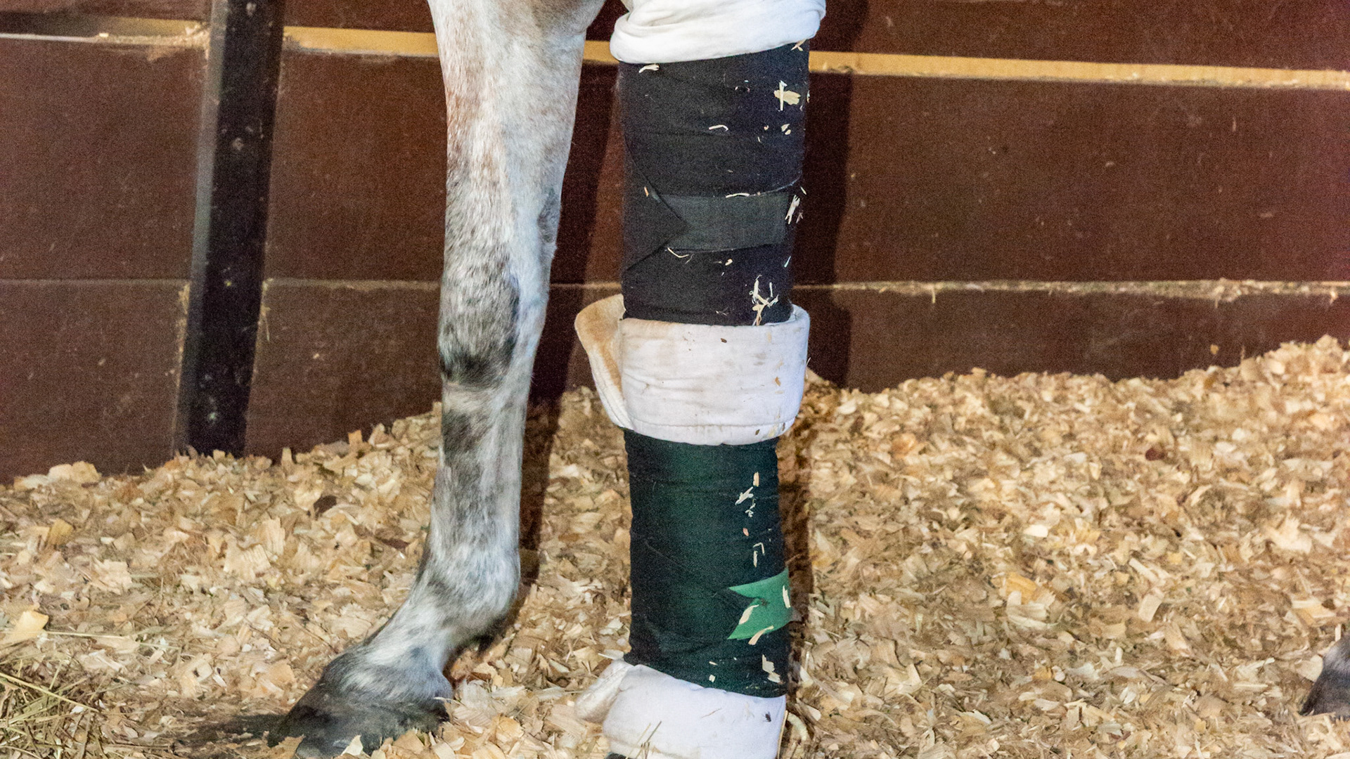 This pony has an upper leg wrap to cover a wound and a lower leg wrap to do 3 things - keep the upper bandage from falling down, reduce the edema in the lower limb, and decrease the flexion of the knee.