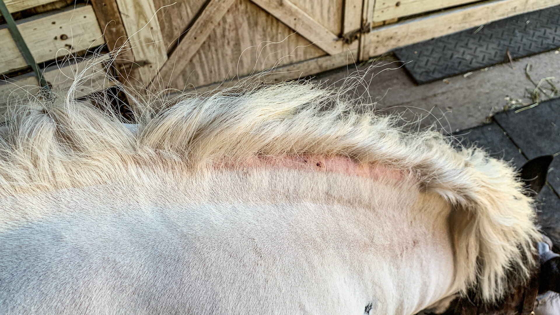 This Gypsy Vanner horse has a loss of hair with small scabs underneath the mane. (The mane lays on this side and has been lifted over to expose this hair loss).  This horse is not itchy and has no evidence of lice.  The owner has not seen this horse position herself where she could rub this area.  A mystery that is unresponsive to medications.  A possible cause is heat (summer in Florida) or too much cleaning removing the oils and microbes.