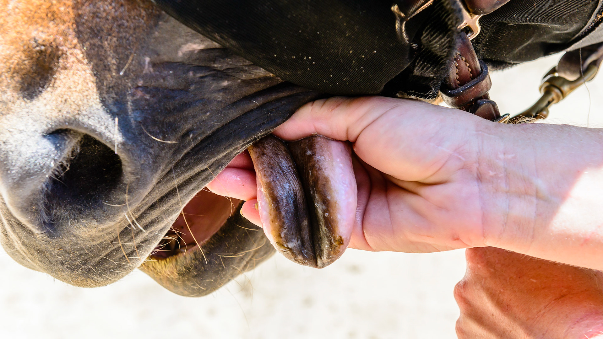Black discolorations is often found on the tongue in north America in the summer.  I am suspicious of a plant such as clover but this is an incidental finding and only a concern to the owner.