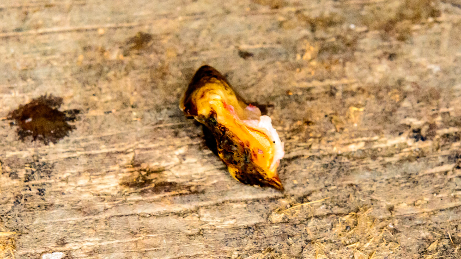 Cheek teeth fracture horse 9 -Fractured saggital 106