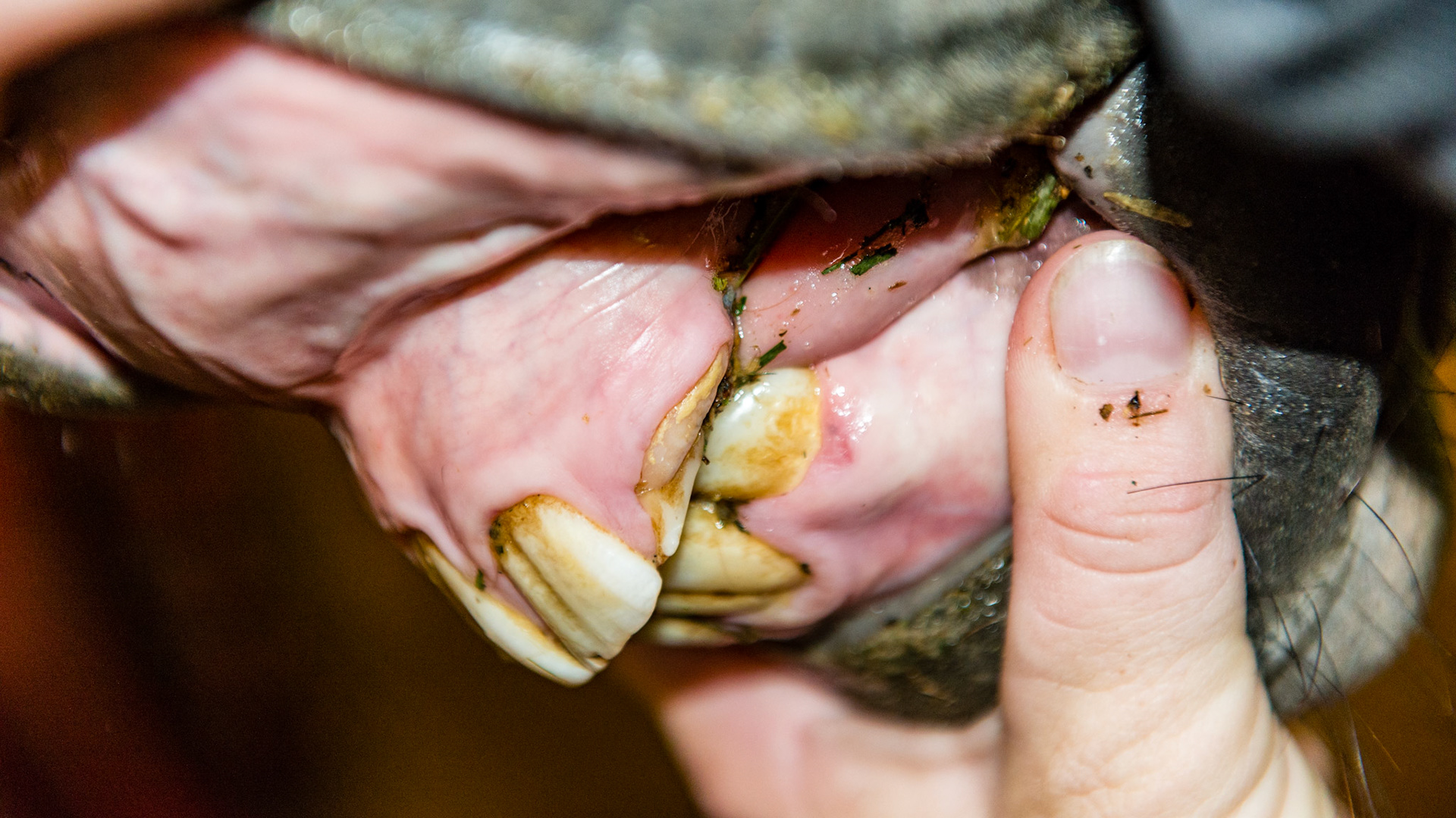 Cap 63 is small and is displacing 203. See movie 140909_cap extraction.