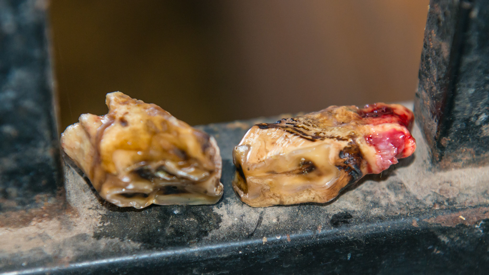 Teeth extracted from a 30 year old pony without drugs using cap pullers.  See the movie.