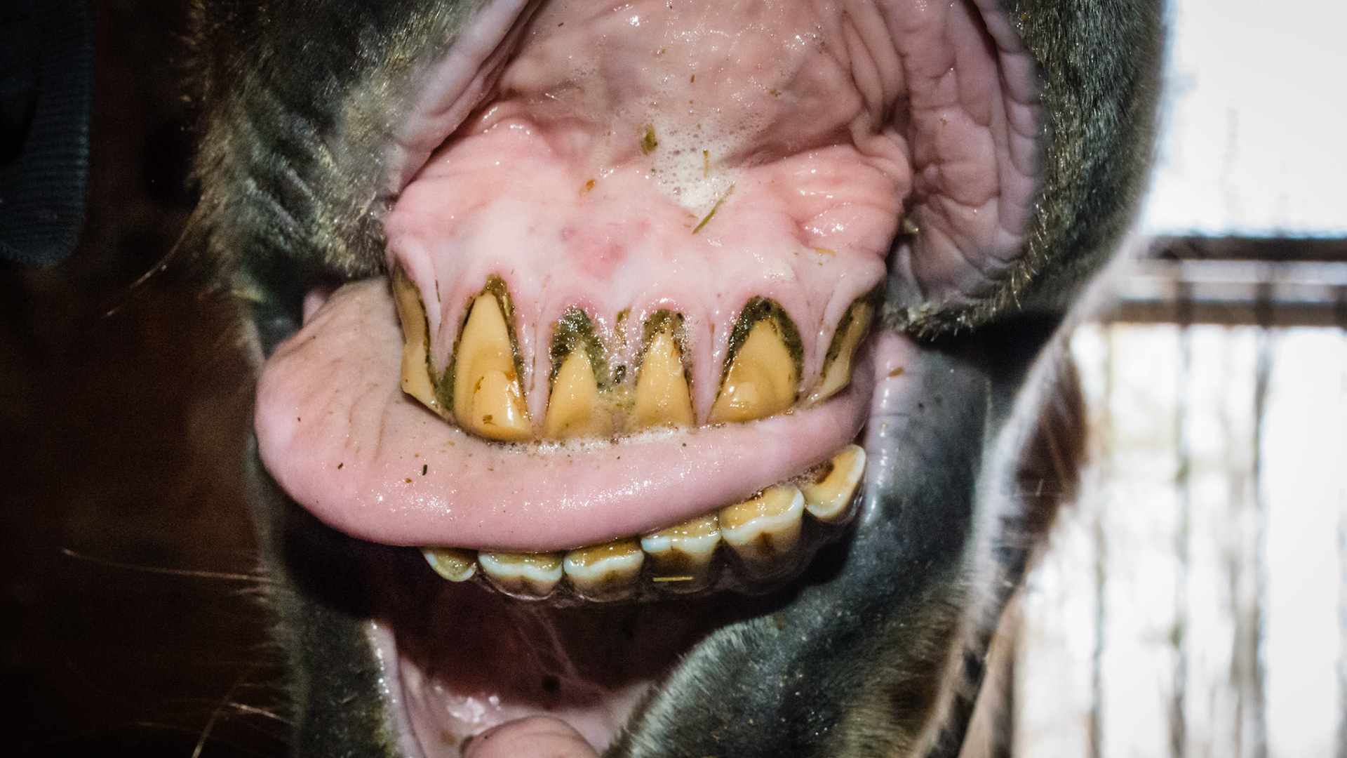 Horse F - Old horse with undershot jaw and a tongue that would not stay inside the mouth