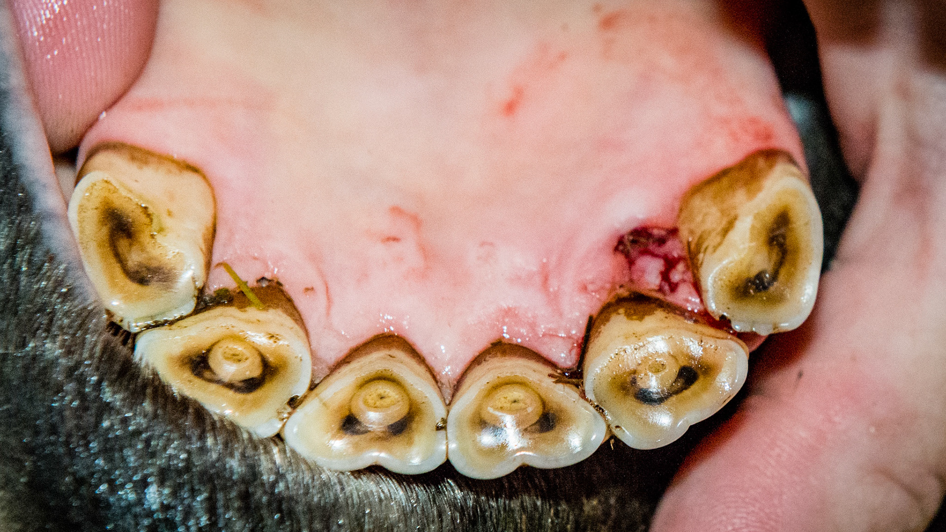 Incisor cap remnant horse 9 -This 303 cap remnant was easy to extract.  There was impaction of feed creating a malodor but was not painful and was an incidental finding in this 18 year old Dutch Warmblood gelding.
