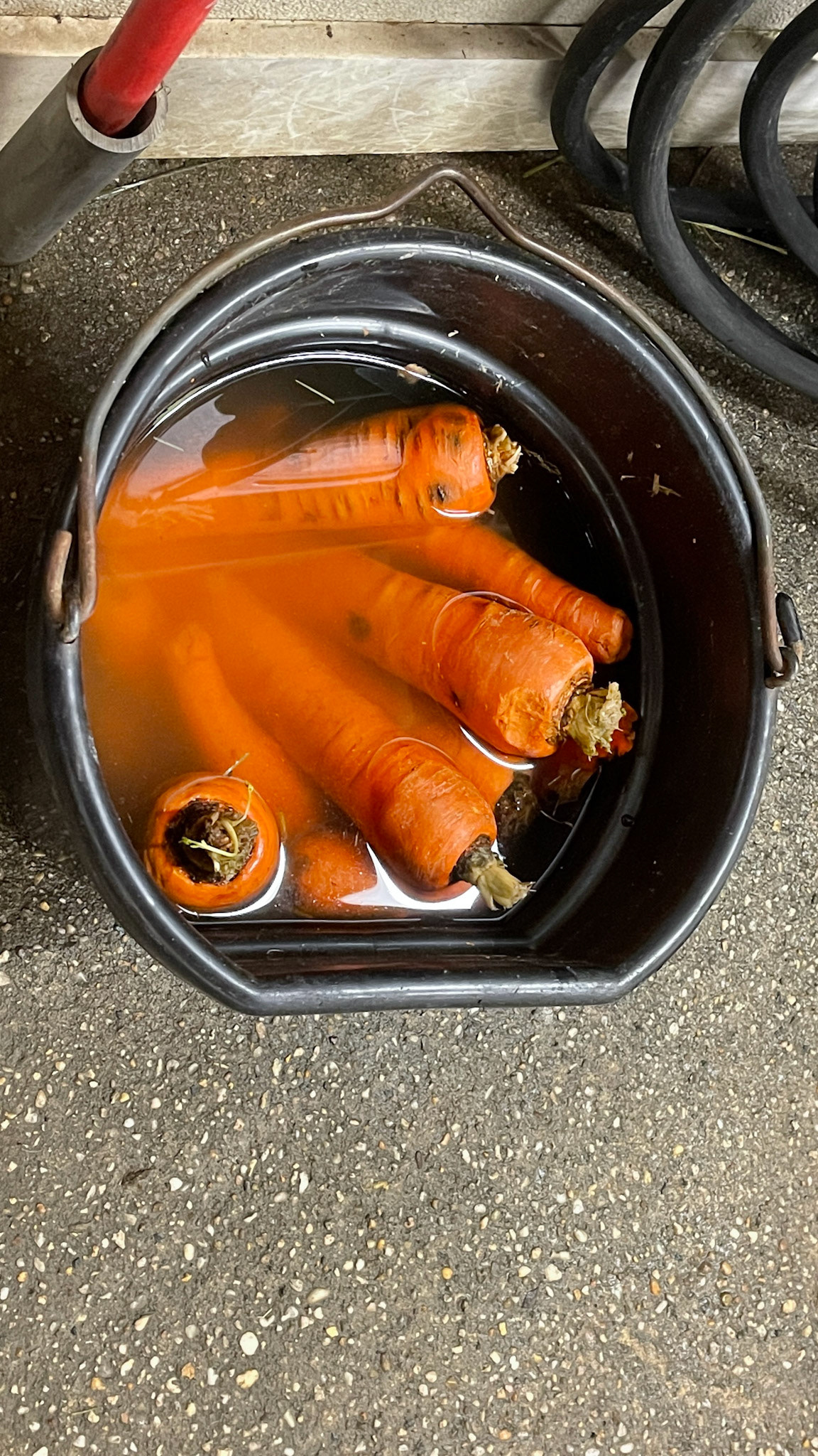 soaking large carrots