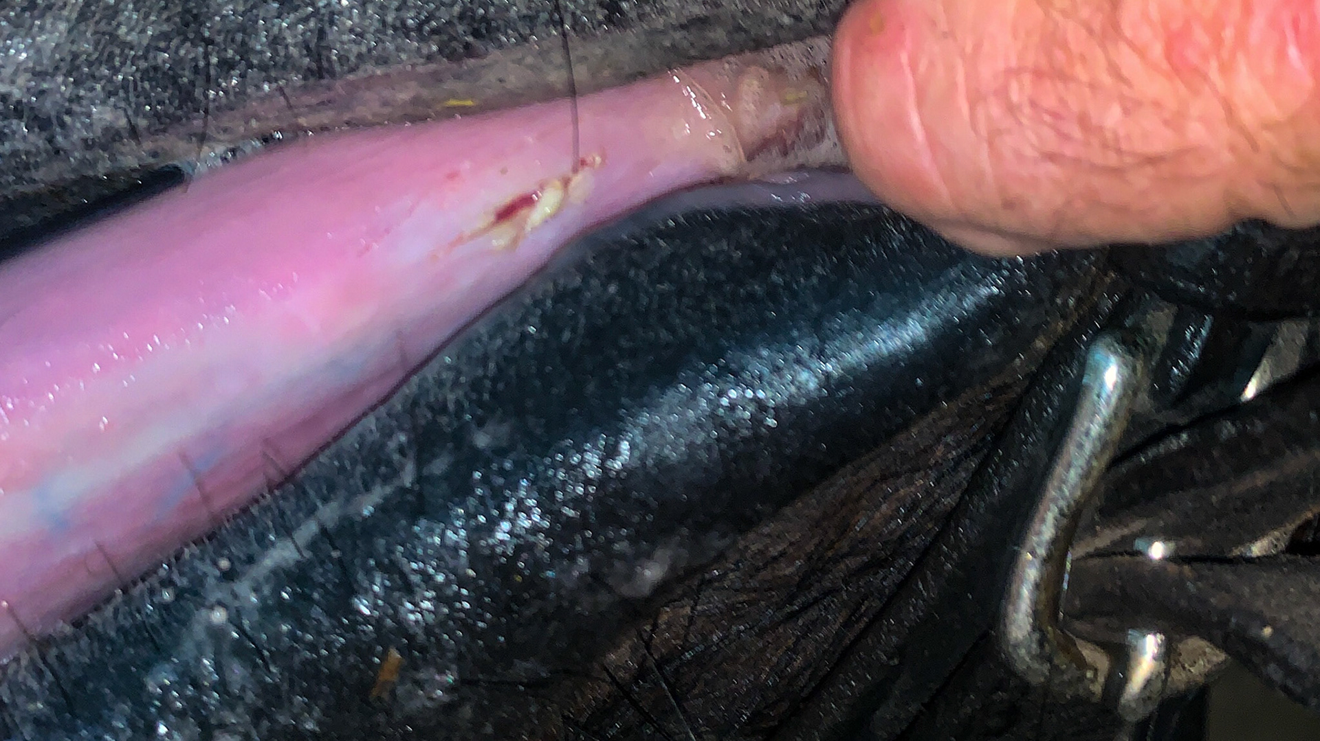 A lacerated tongue in a horse with extremely sharp teeth with a sudden history of being unable to chew without difficulty.  Floating the cheek teeth resolved this immediately.