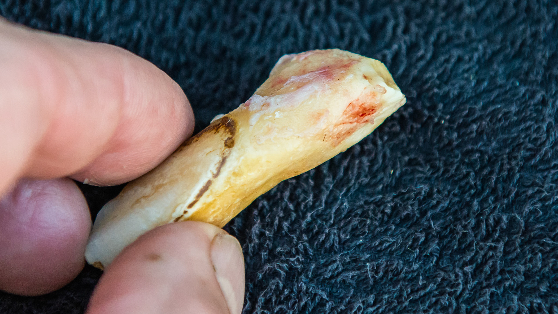 EOTRH horse 18 - 20 yr old Bay QH-Paint G #303 loose and painful. Proliferation of cementum with cobblestone surface and slight gum attachment holding the tooth in the mouth. The crown is between my fingers. This tooth was easily extracted using finger pressure with IV analgesia.