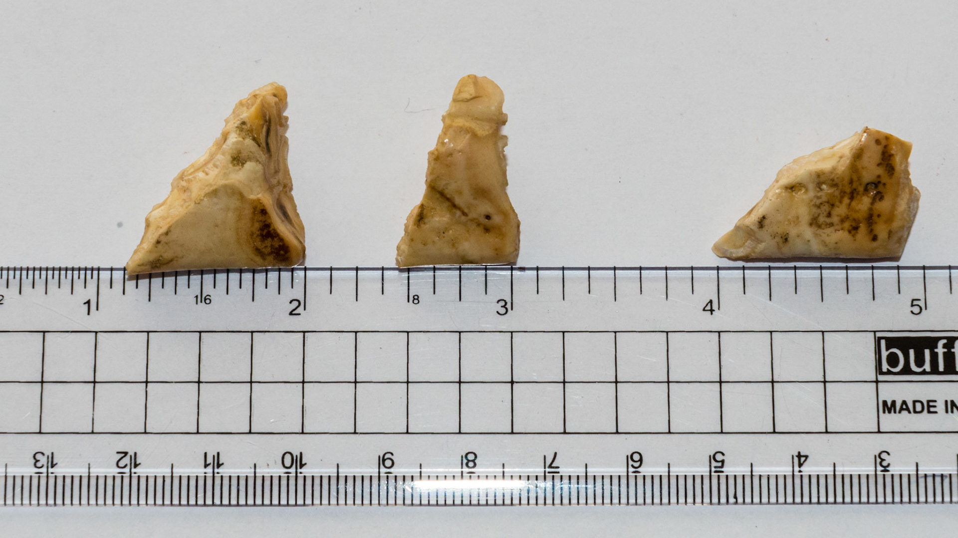 These are 3 over-erupted last lower cheek teeth called caudal hooks. The cut surface is now level with the occlusal surface of the arcade. These hooks caused discomfort in the horse when bridled.