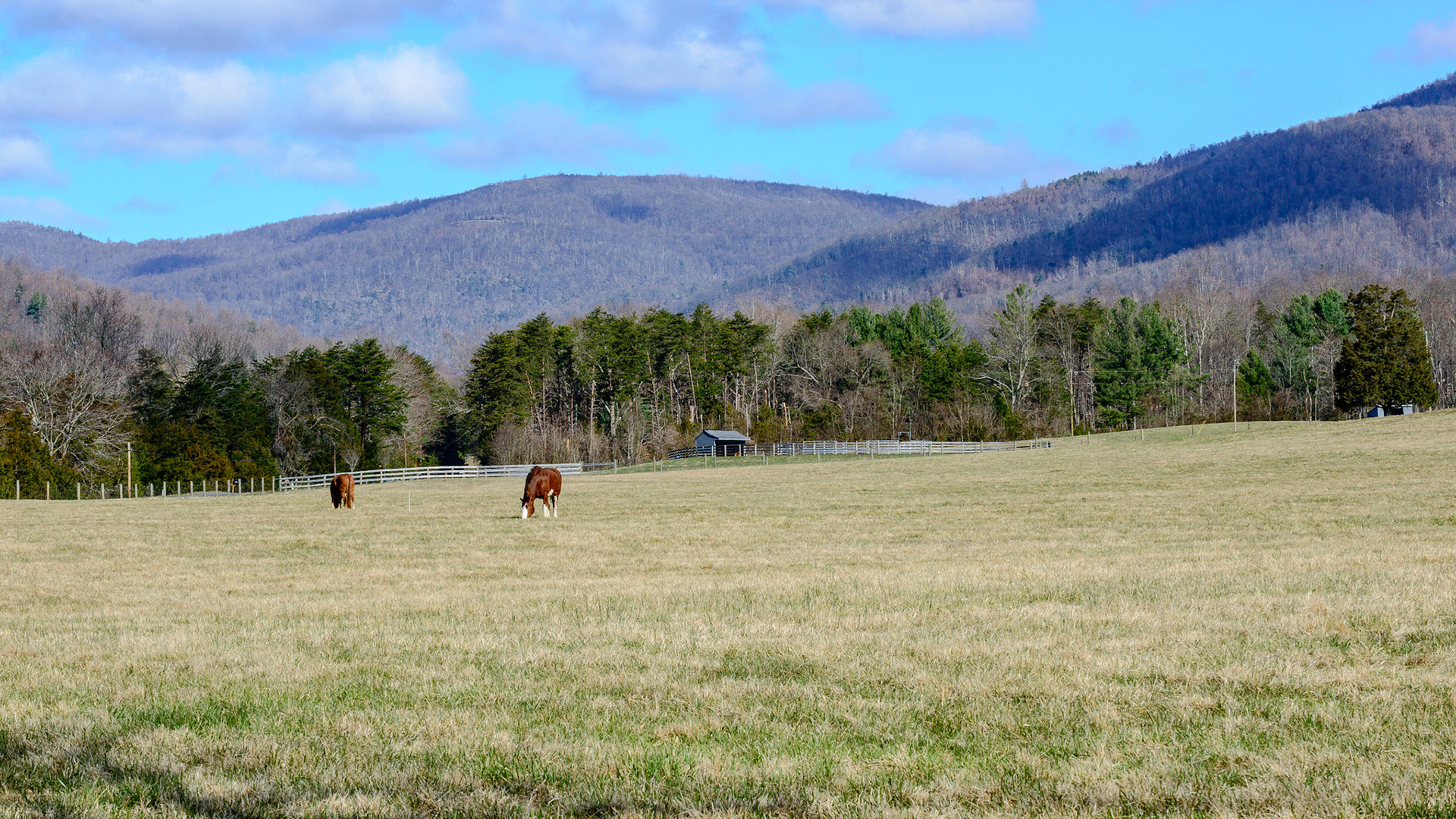 A large pasture with a low population provides enough pasture but notice the grass is of only 1 or 2 species (mono-grass).