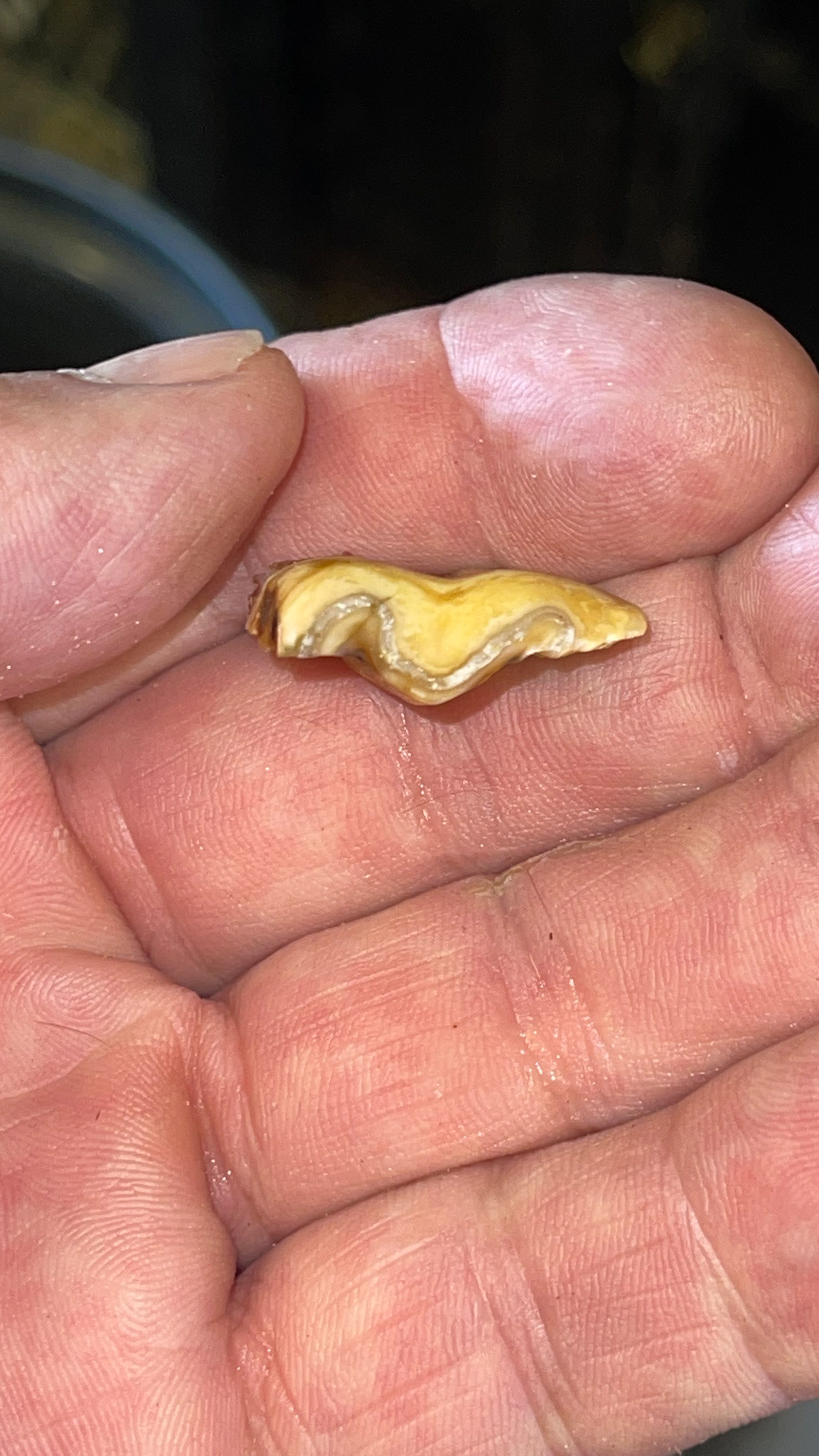 A thin, sagittal fracture piece from a cheek tooth: 3 views