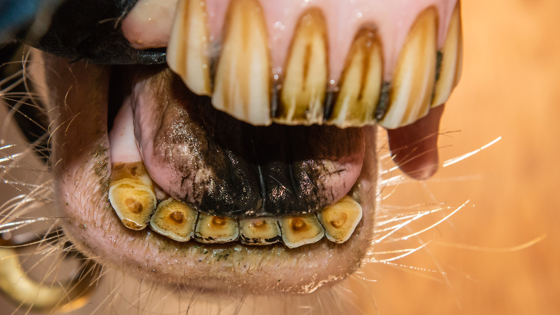 Horse B with a blackened tongue from eating something in the pasture - clover? She is the mother of horse A with a black tongue - turned out on same farm but different pastures next to each other.