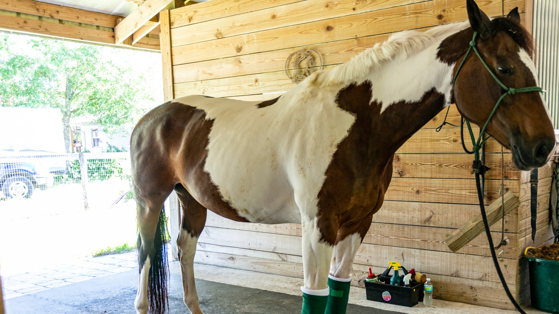 Bay and white skewbald tobiano