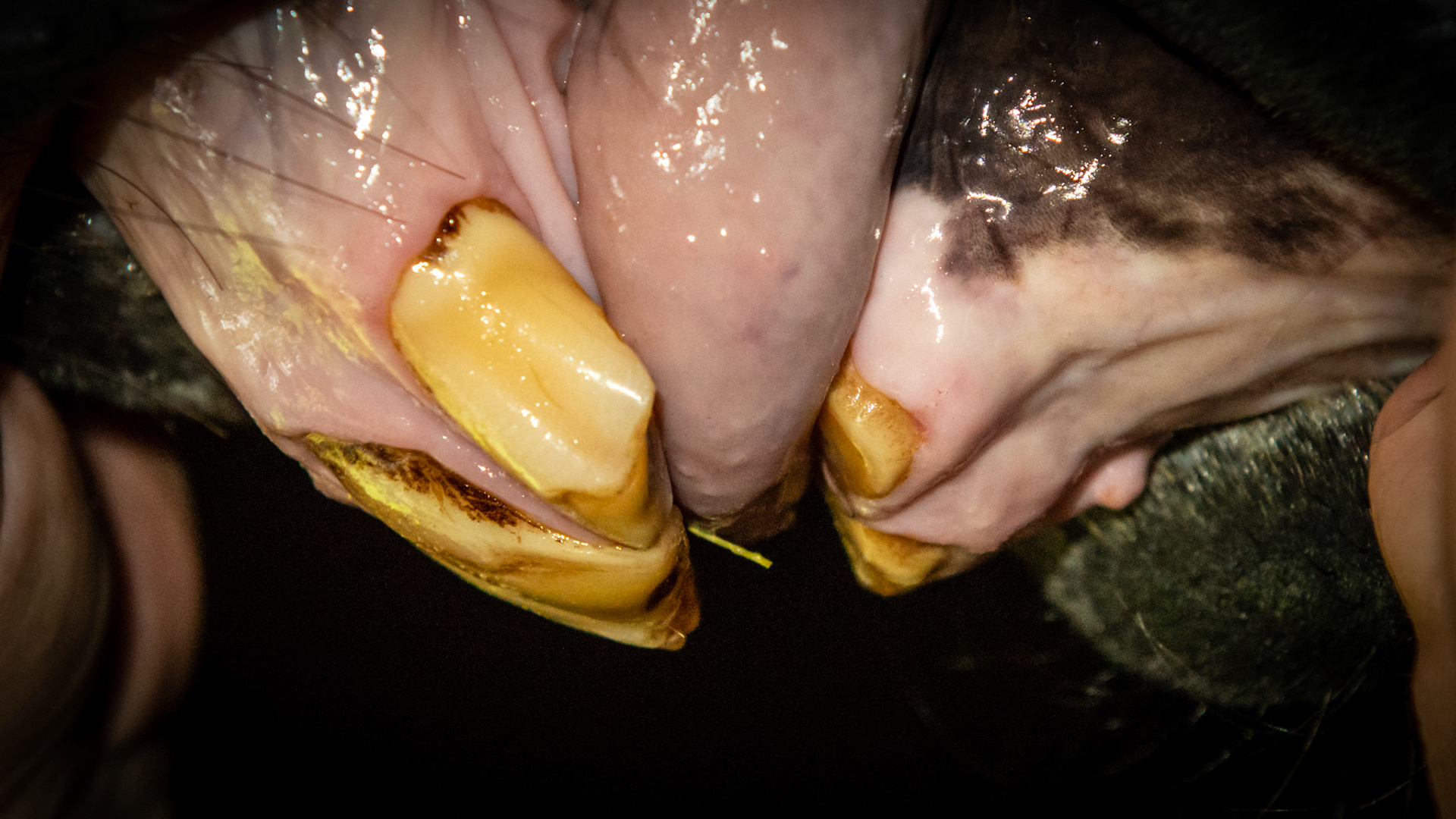 Excessive waring of the incisors caused by excessive licking. There is a video of this horse licking as she stands in her stall.