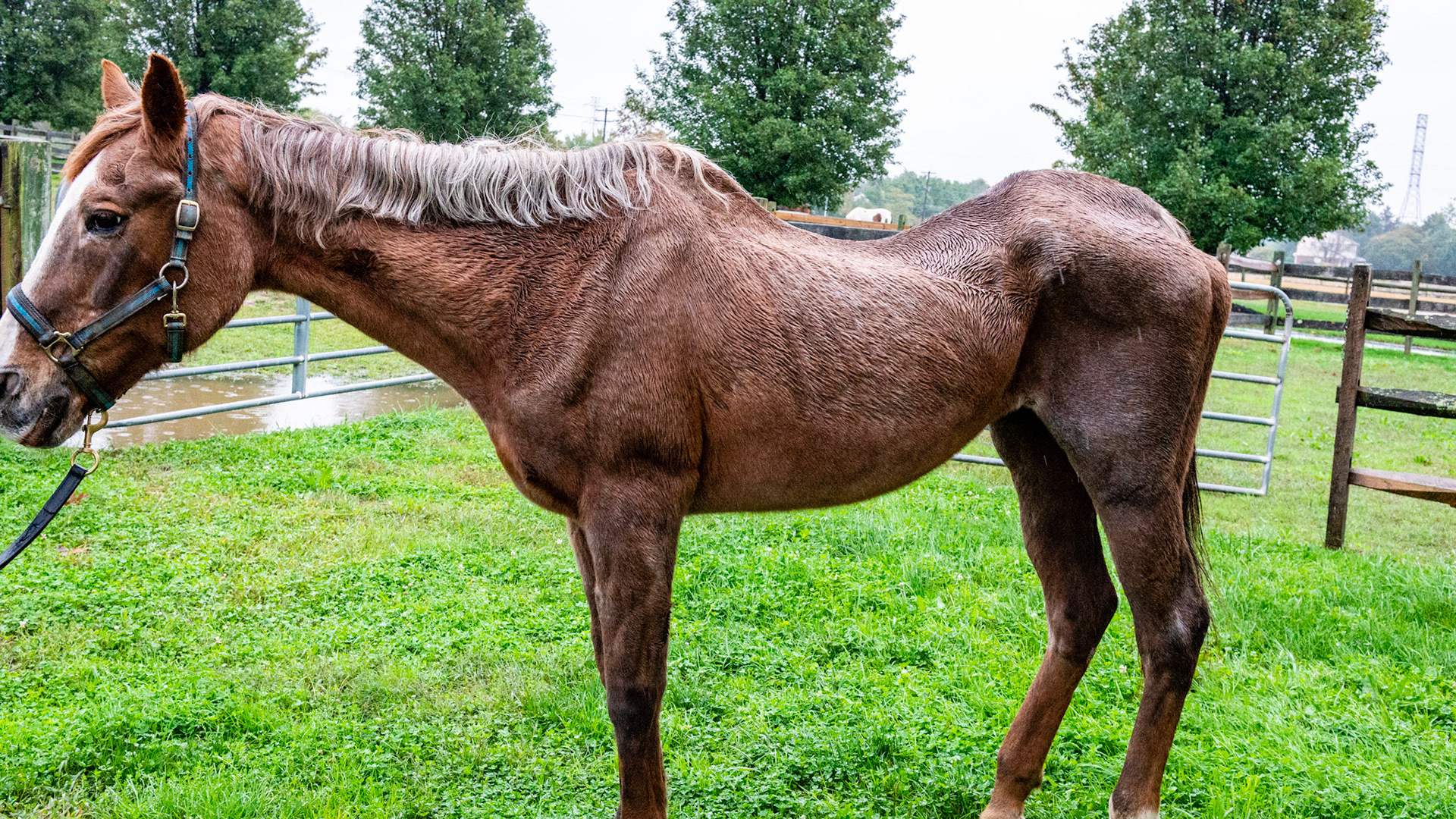 Penny - a story of love of owners and horse. This is a 35 + year old horse in the best of care.  She has less than half of her teeth and I have done the dental work on her for at least 10 years. She is just fading away and will be missed terribly.  Her head hangs out of the end stall to let her owners know that she is still alive.