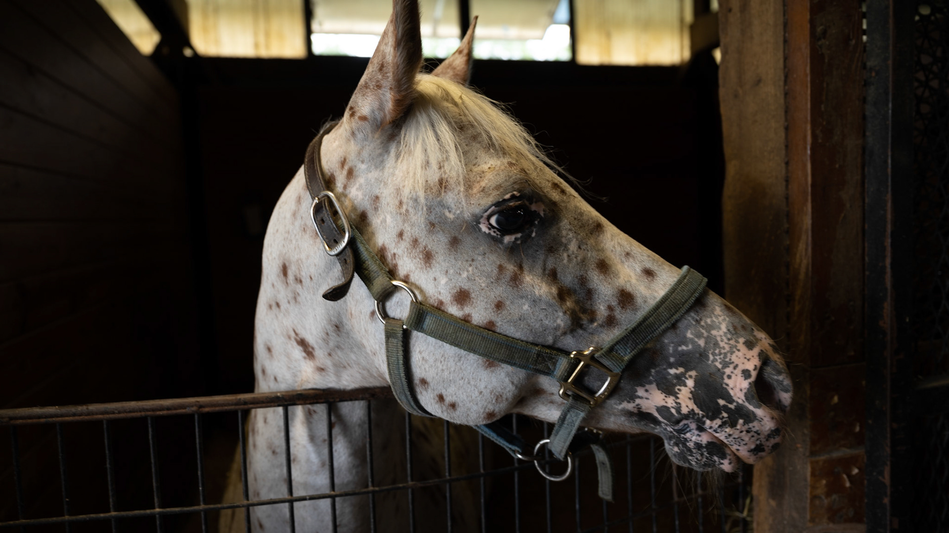 Tuff and his Appaloosa spotted head.