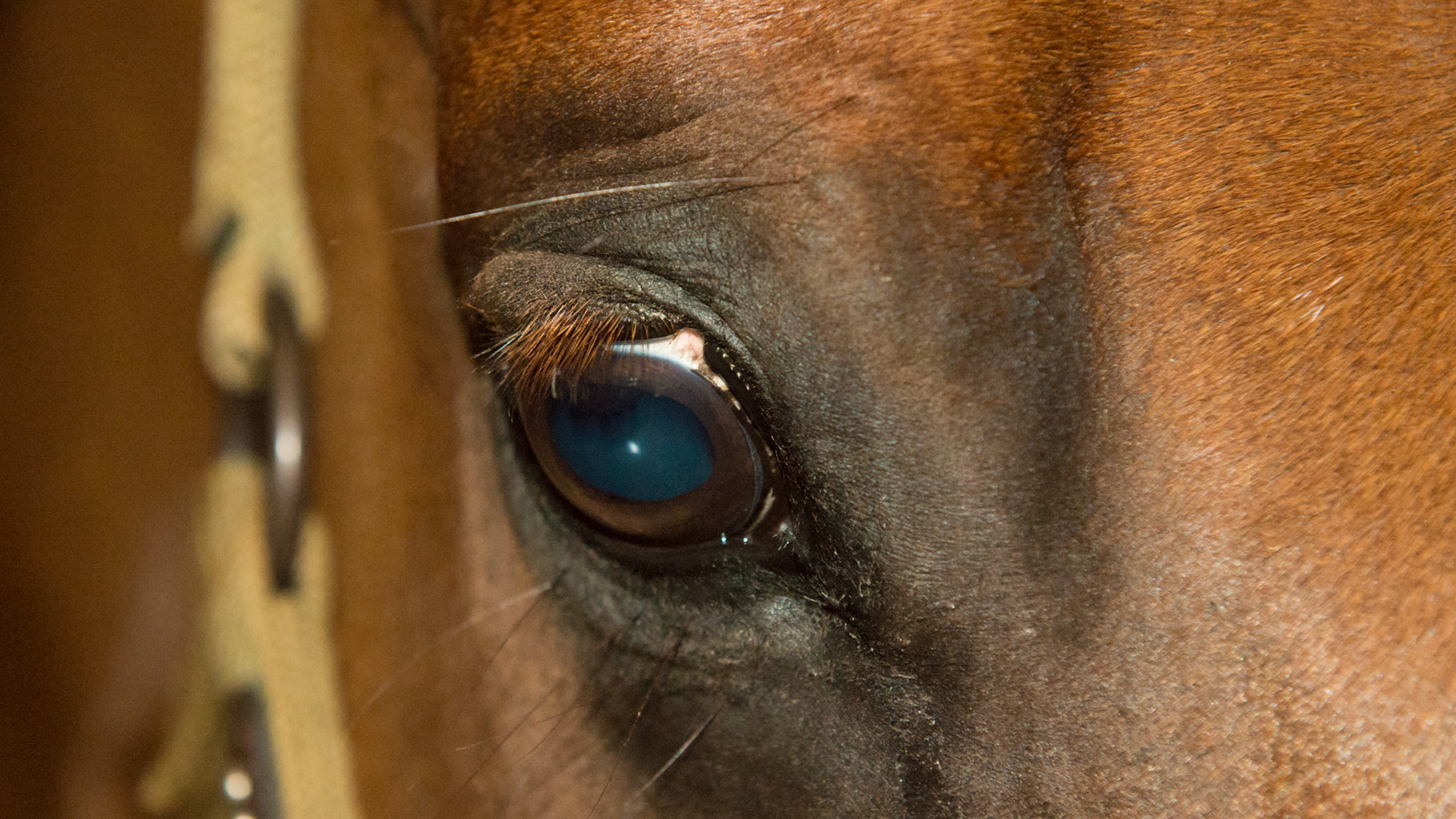 Old upper eyelid laceration allowed to heal without suturing